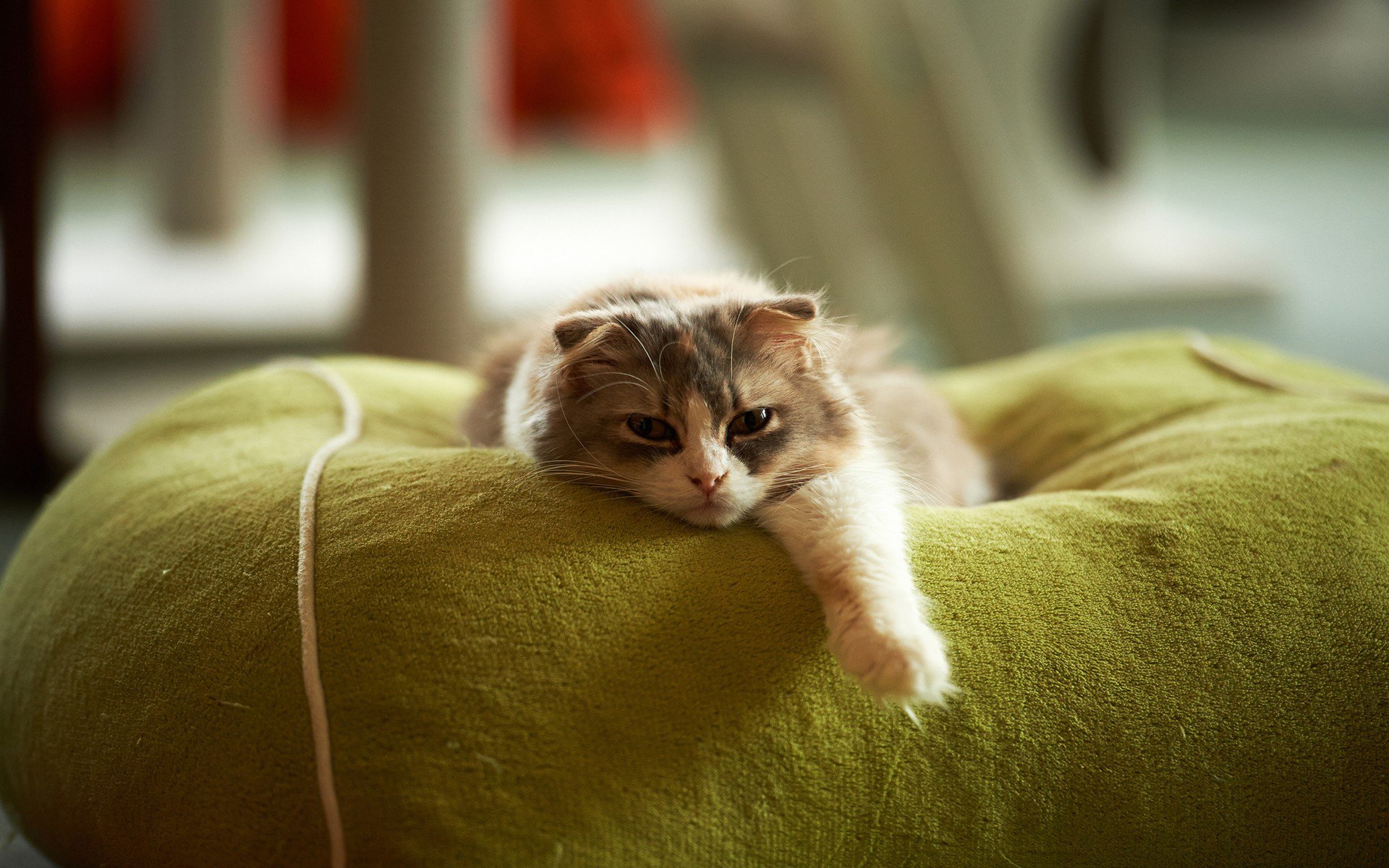 cat view paw pillow