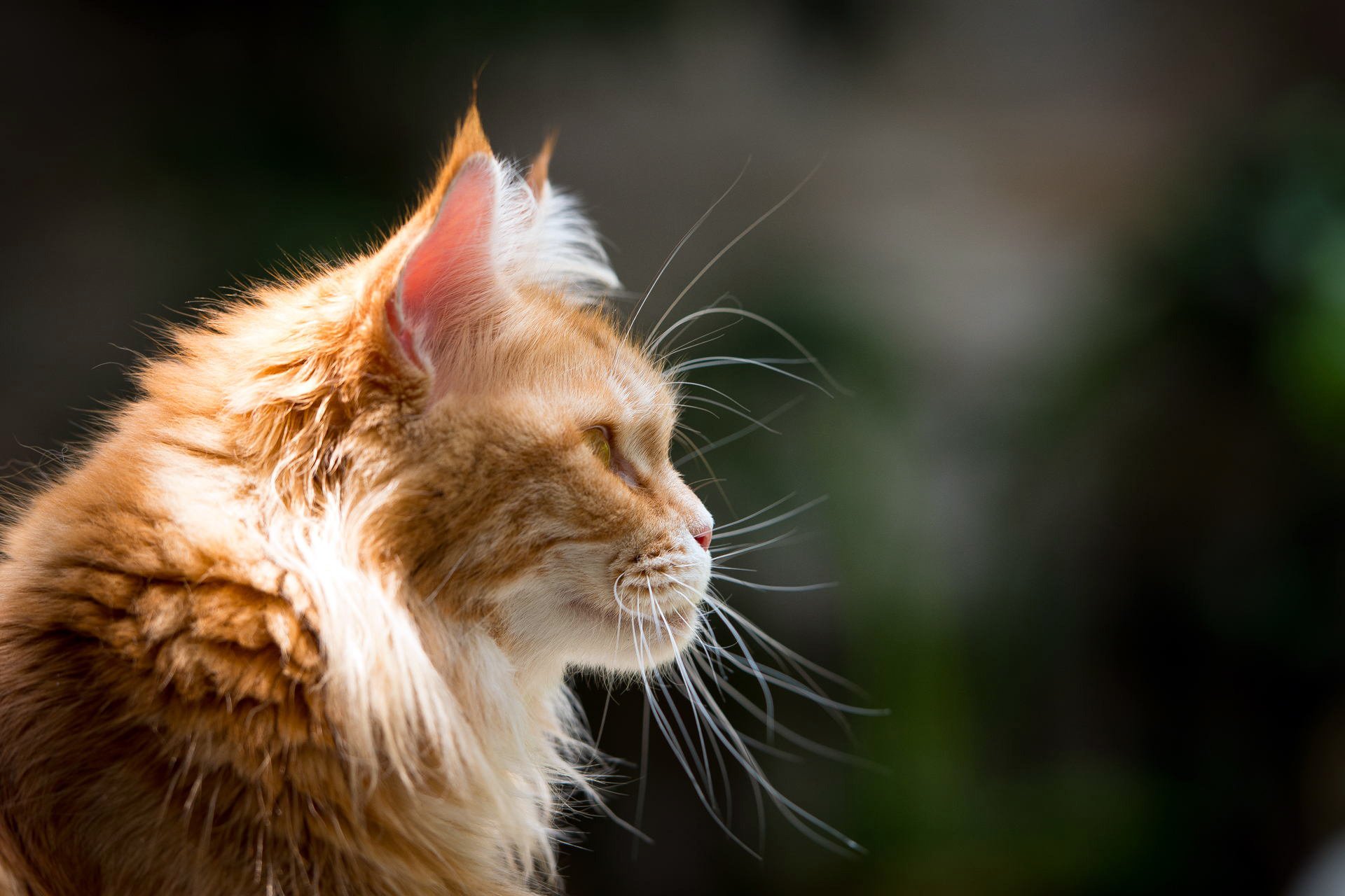 maine coon chat rousse museau moustache profil