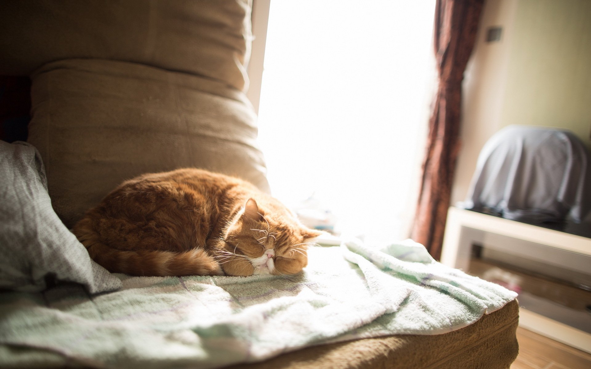 chat maison confort