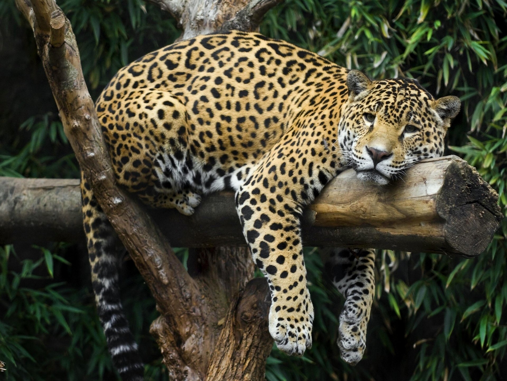 jaguar descanso relaxon tronco