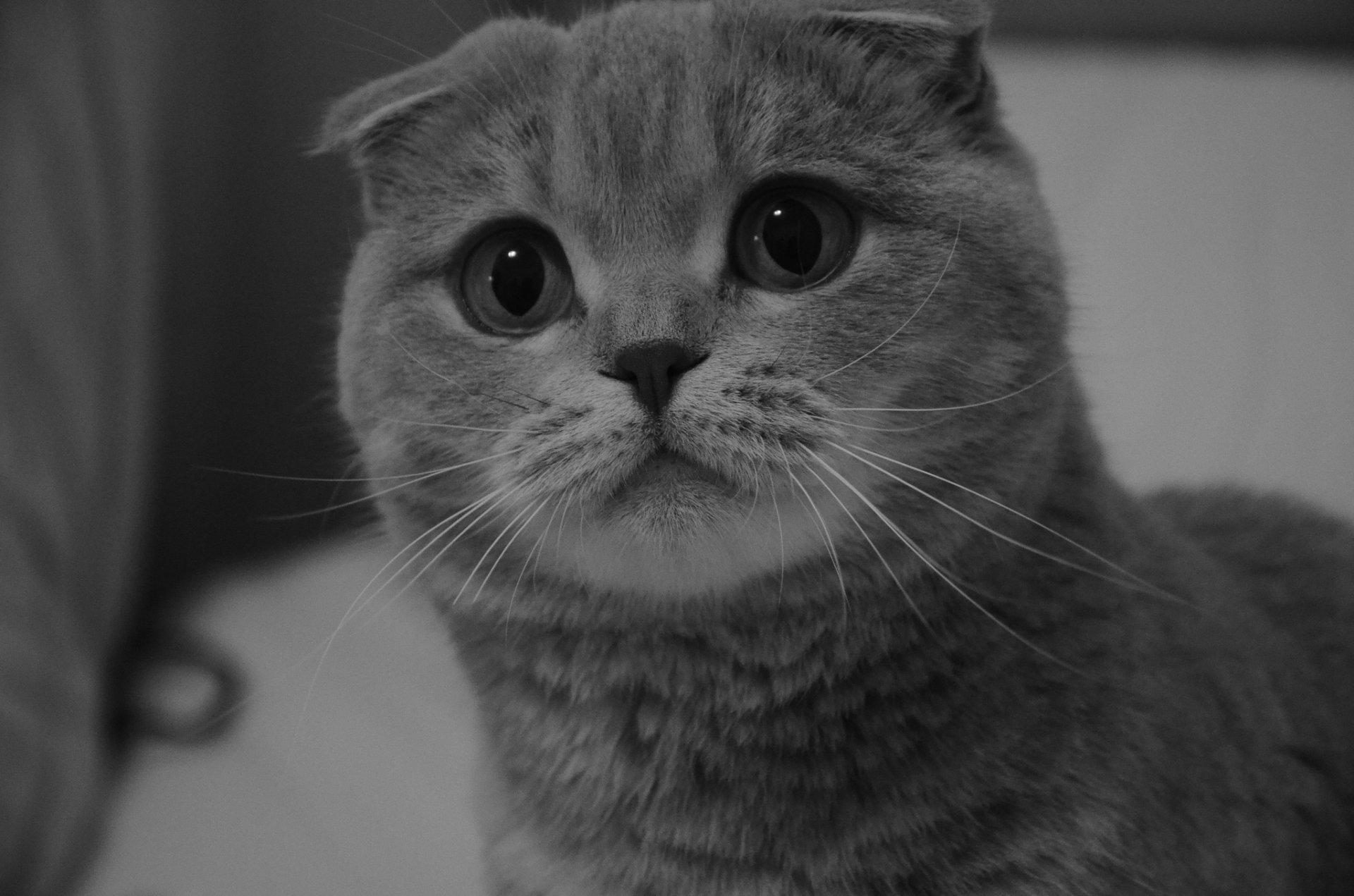 scottish fold scottish fold oczy spojrzenie