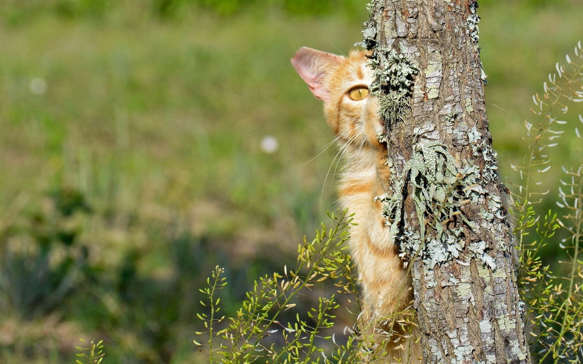 katze katze baum