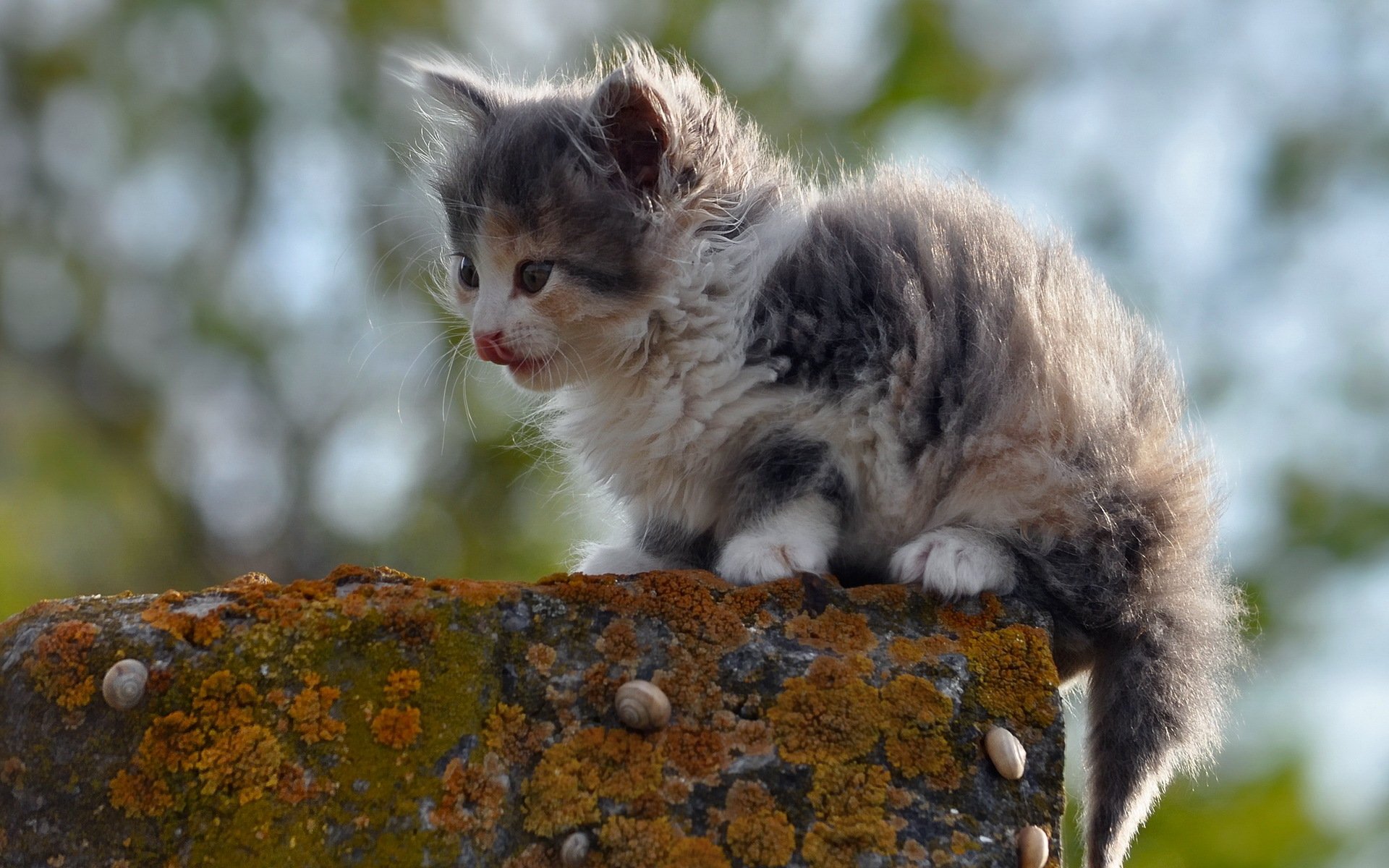 gato naturaleza fondo