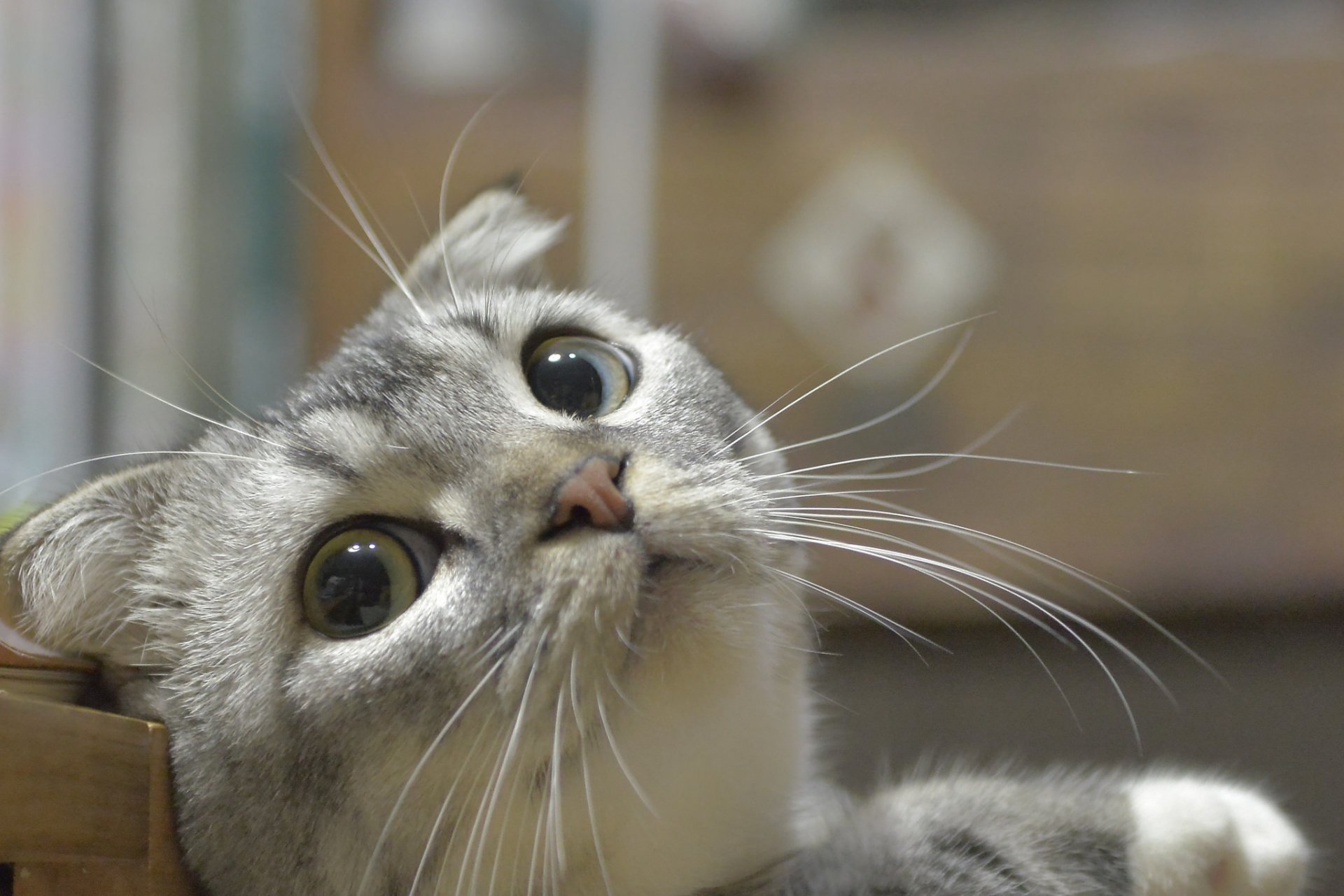 gato ojos hocico mirada