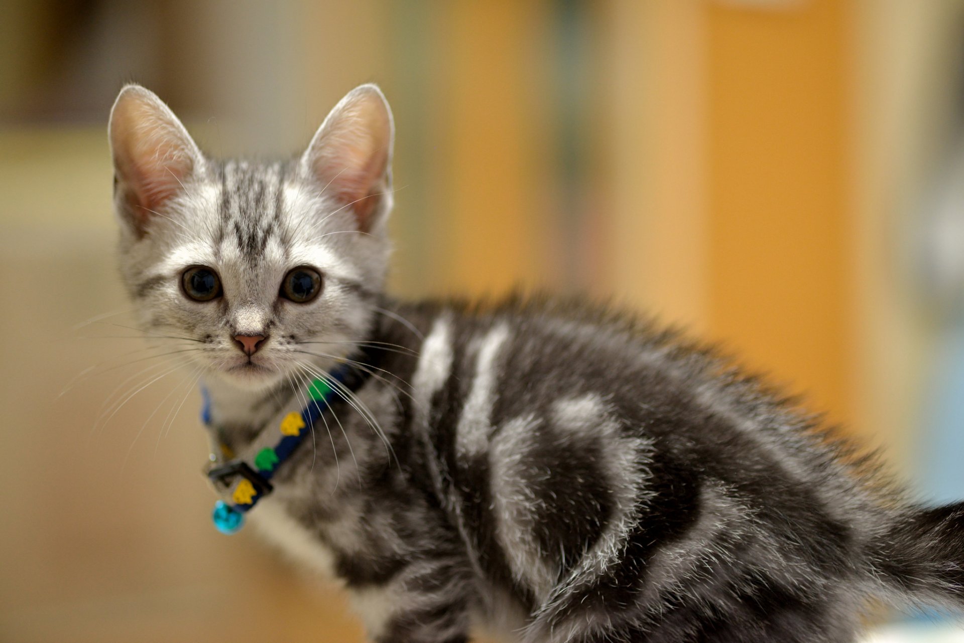 chat chaton enfant gris museau regard collier