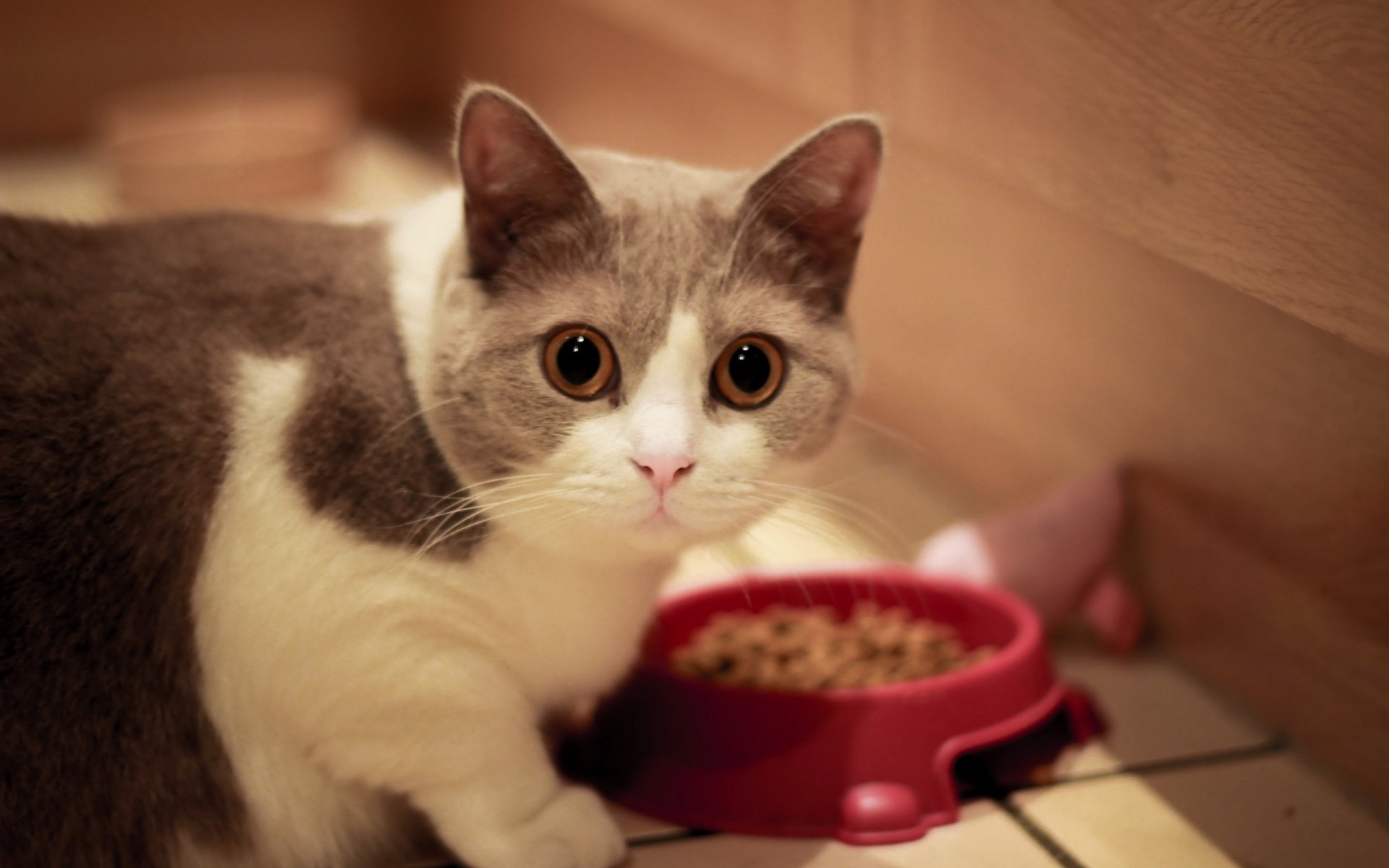 chat vue maison