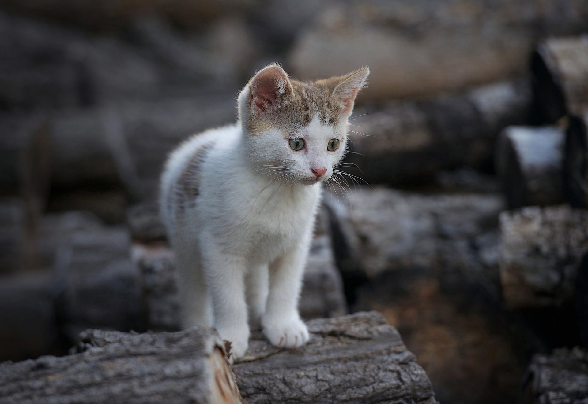 log firewood kitten