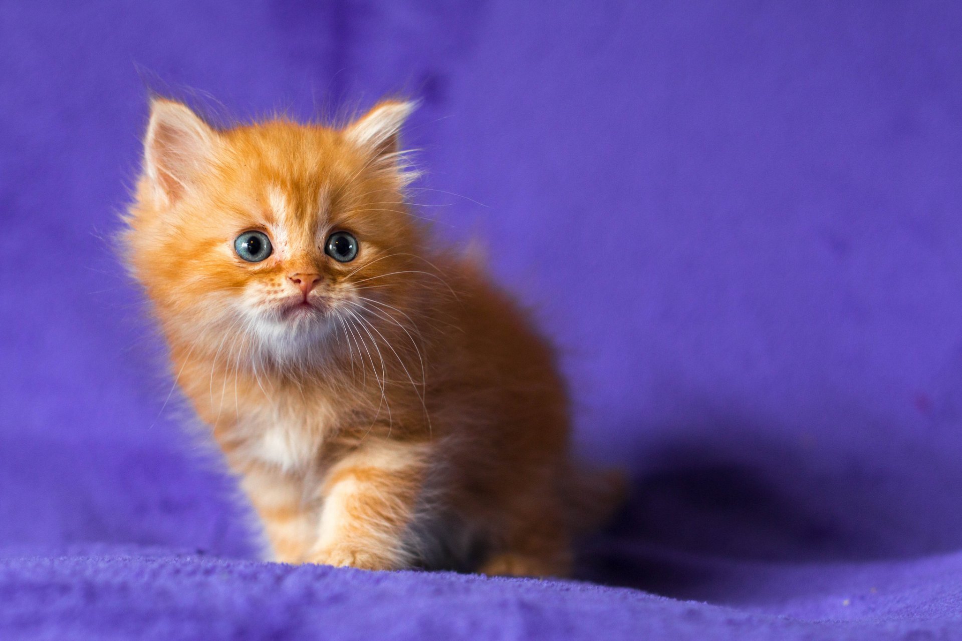 kitten red blue eyes purple background