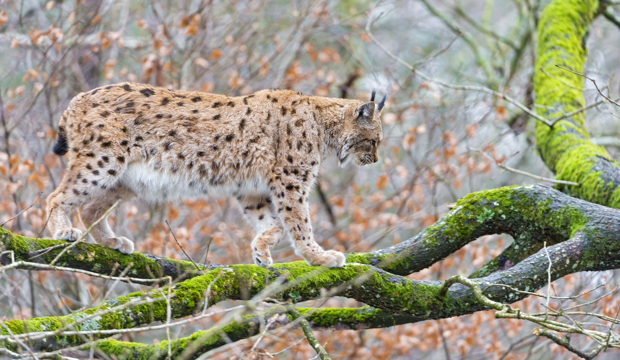 ryś kot drzewo gałąź mech ©tambako the jaguar