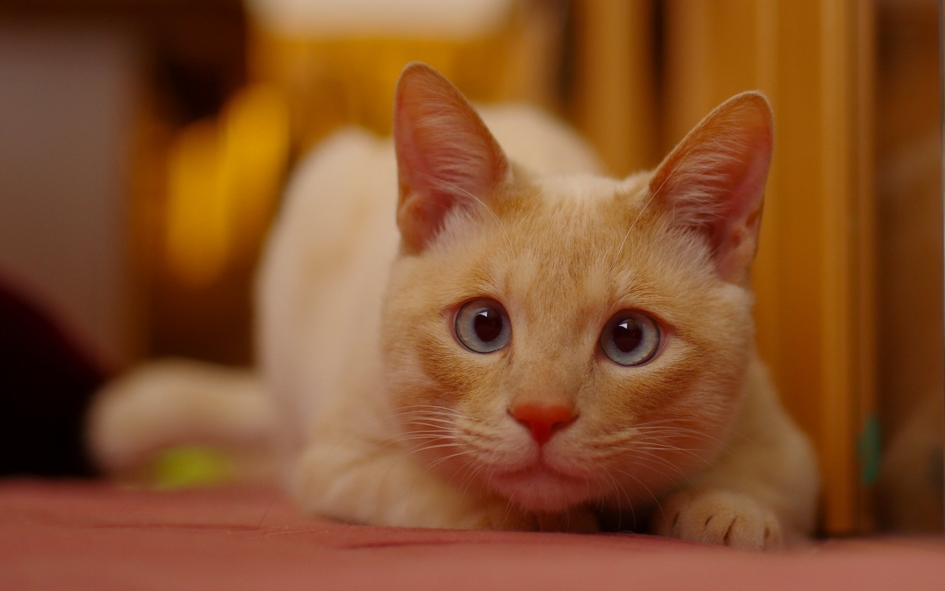 gatto rossa muso sguardo