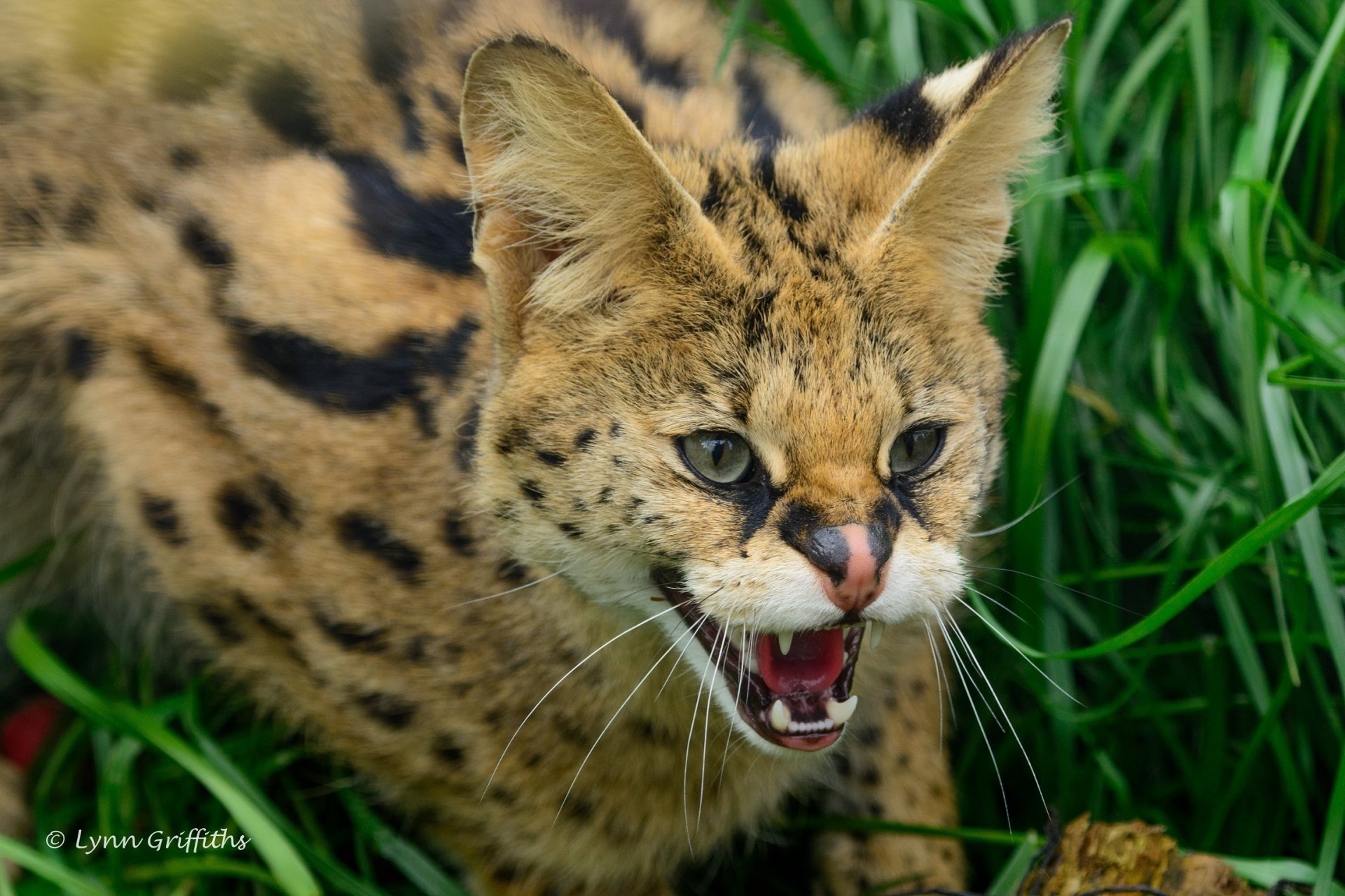 serval gatto cespuglio gatto selvatico predatore muso sorriso bocca zanne rabbia rabbia minaccia