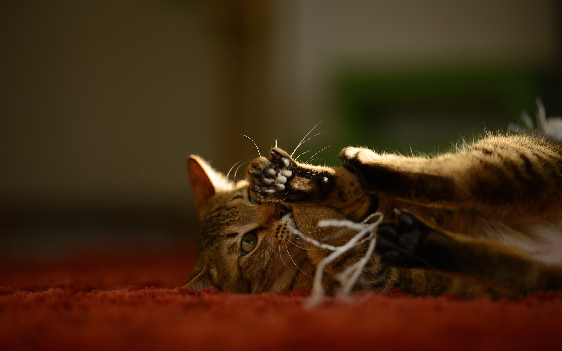 katze kote teppich faden spiel