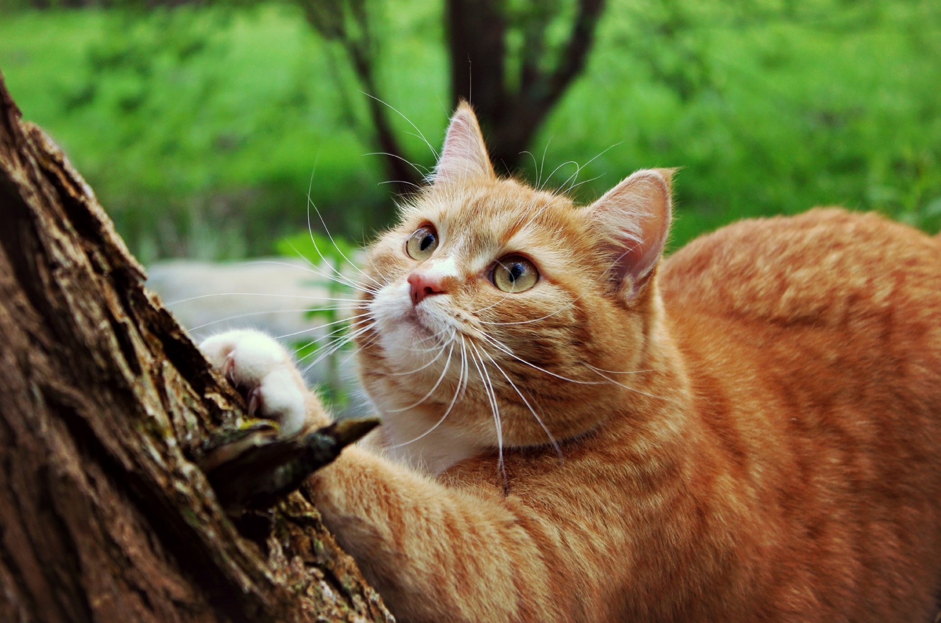 cat wool mustache feet tree