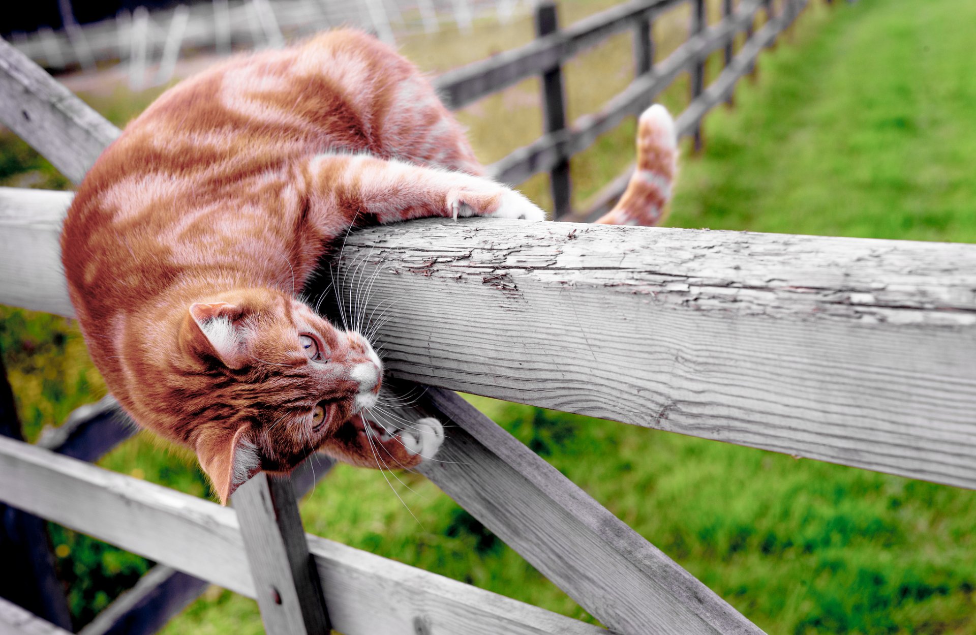 gato cote estado de ánimo cerca