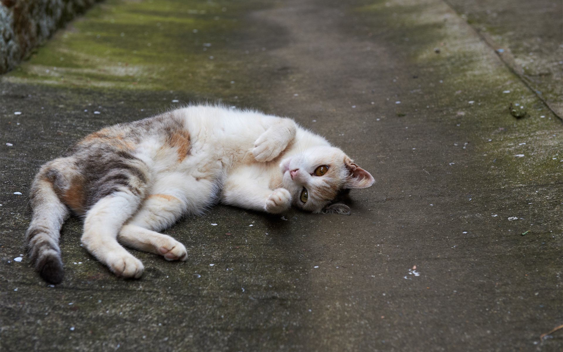 gatto asfalto strada riposo