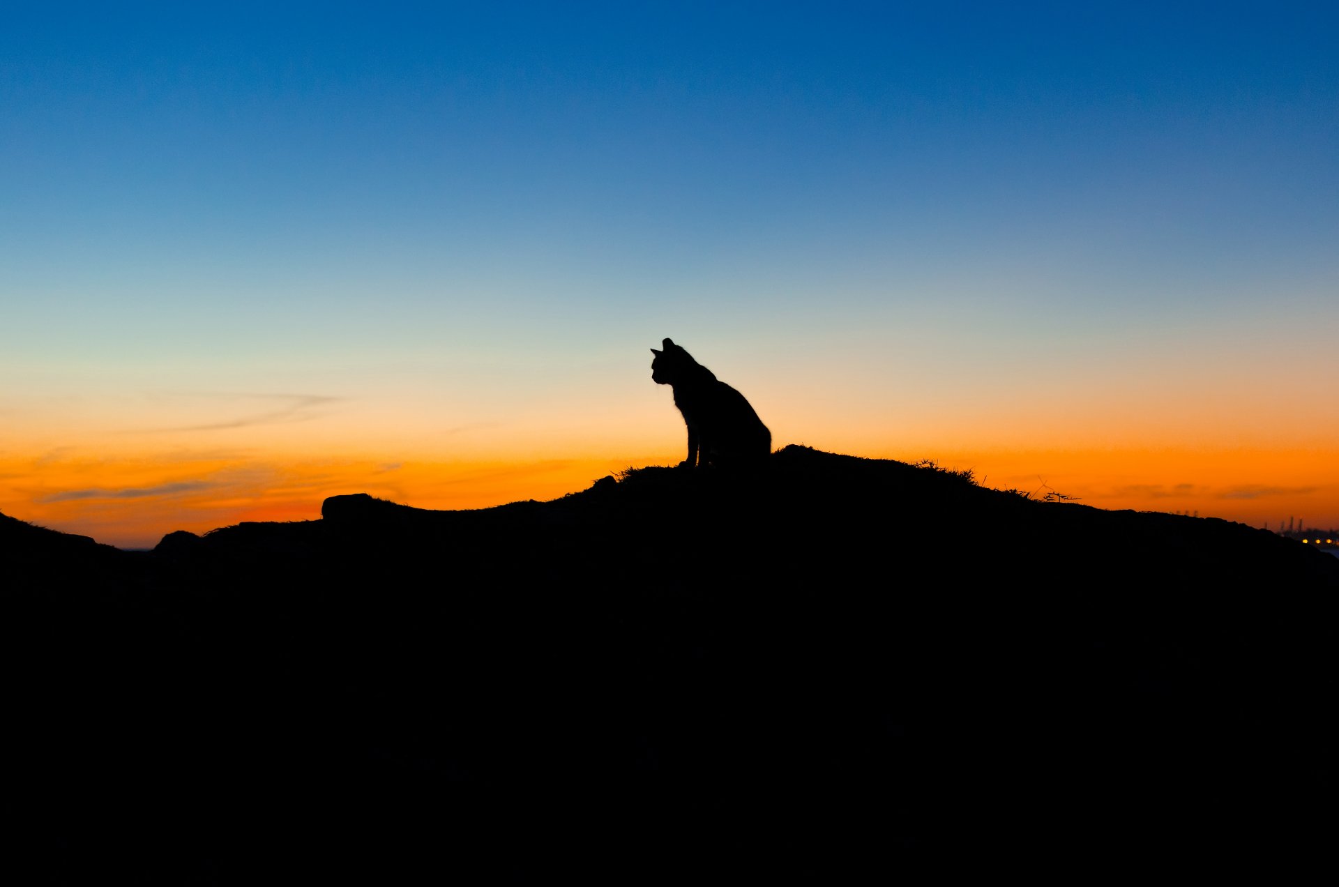 katze tier sitzen himmel sonnenuntergang silhouette