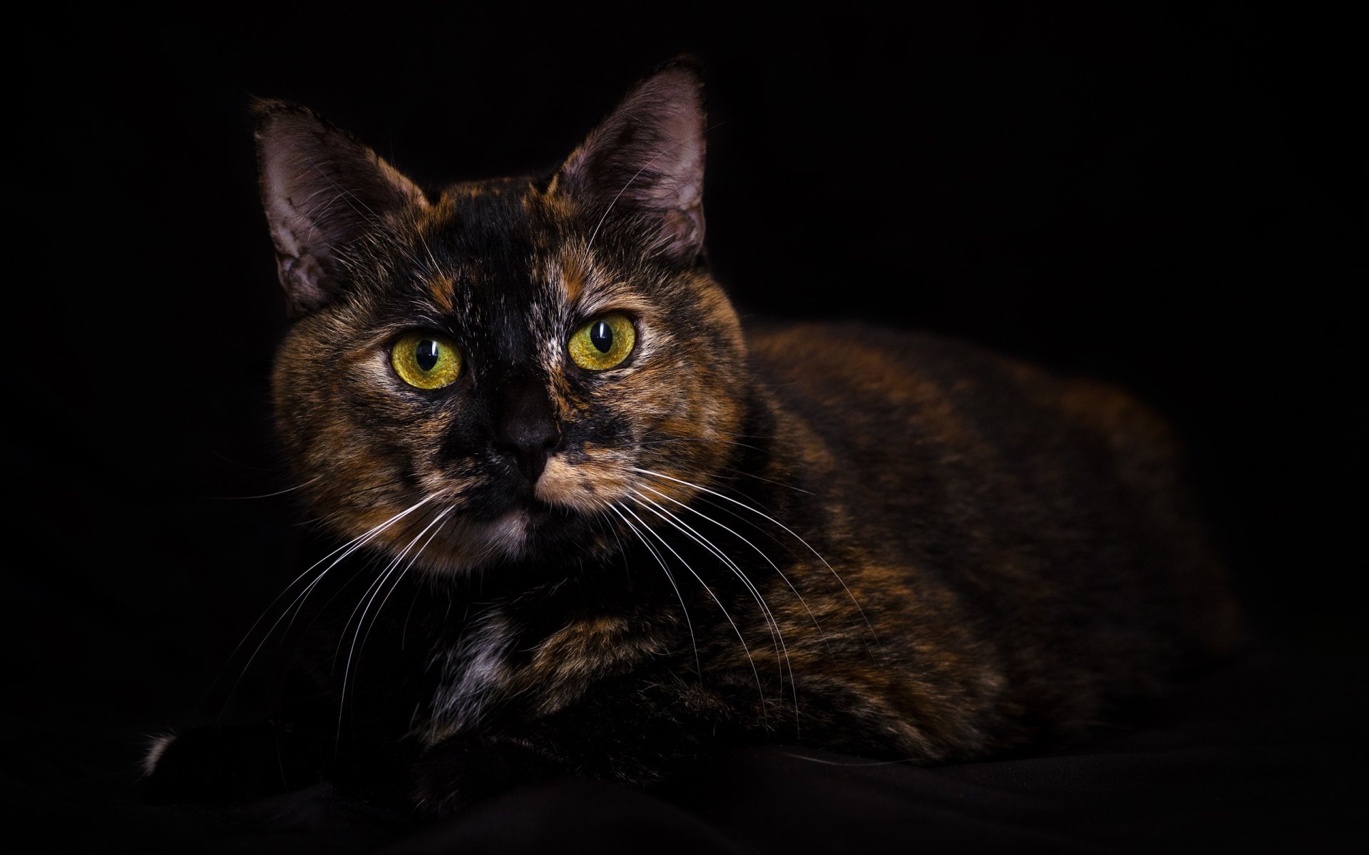 katze dreifarbig blick porträt dunkler hintergrund