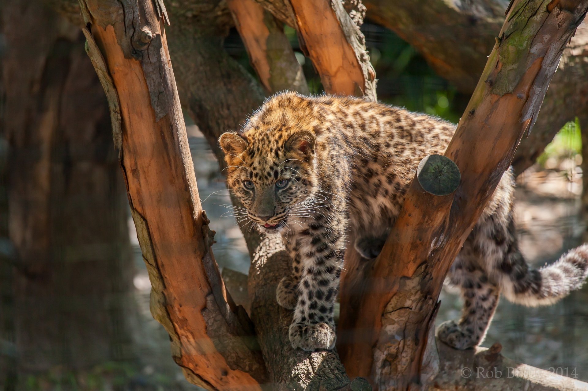 leopard wild cat predator baby spots tree