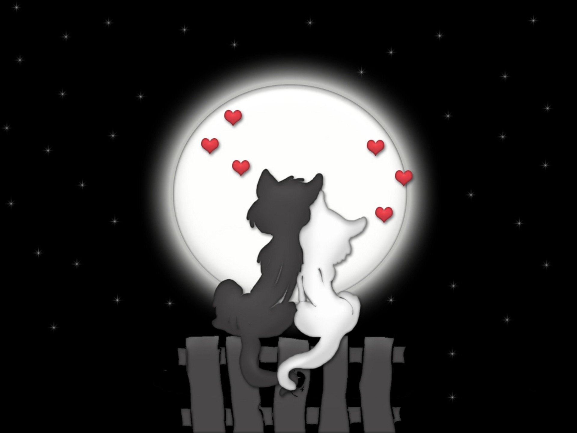 gatos amor luna noche