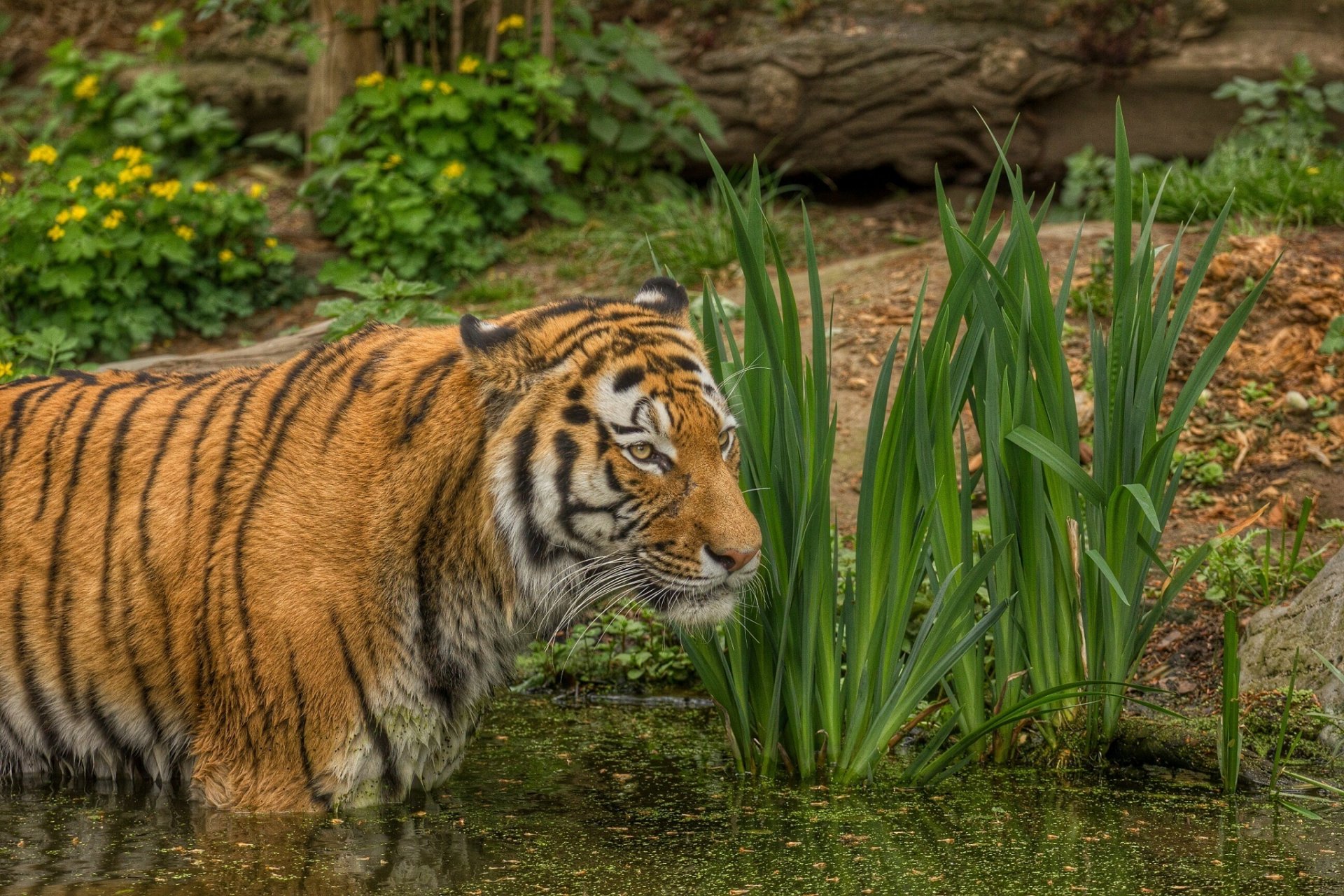 tiger wild cat predator pond swimming