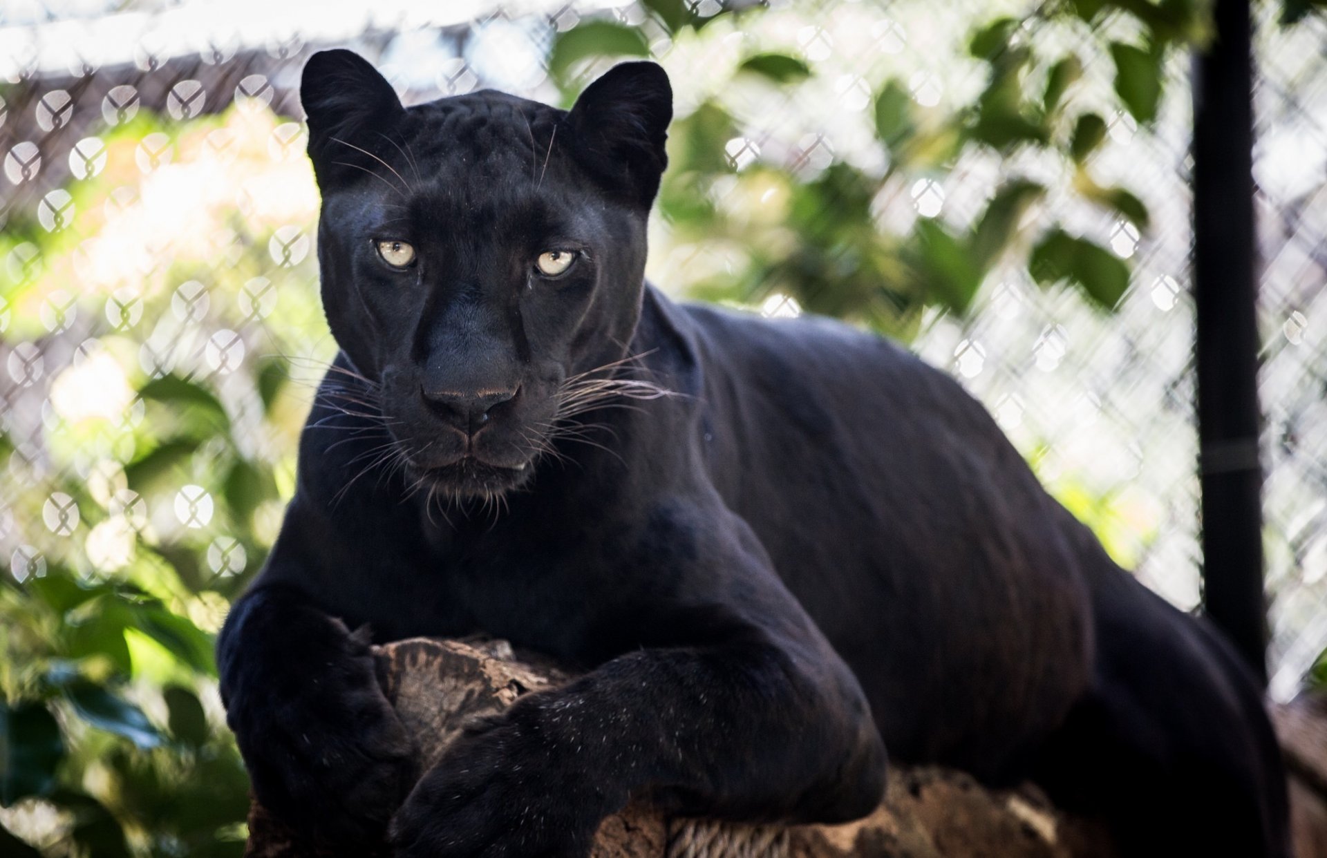 black leopard panther wild cat predator face is sports © james scott