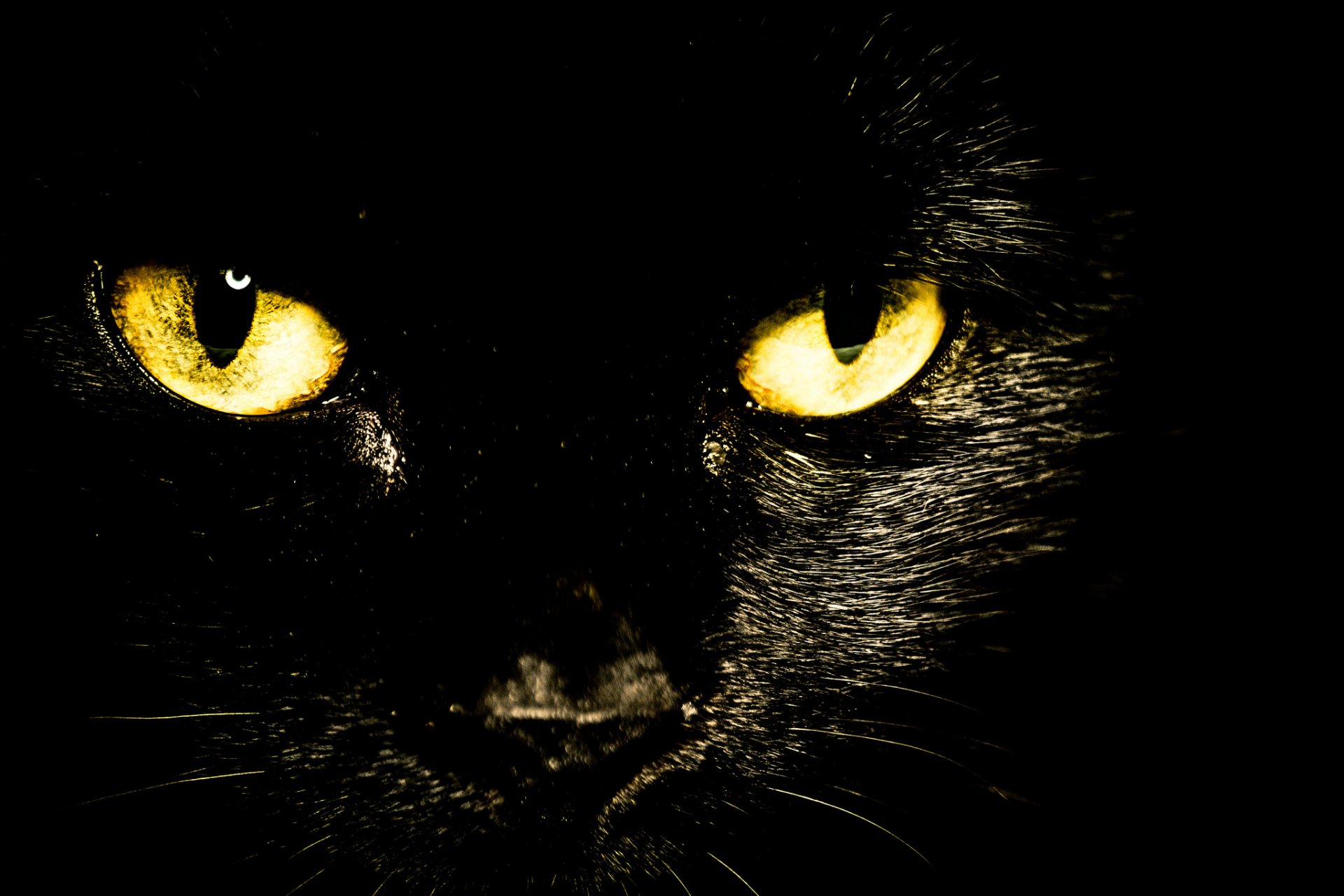 chat noir yeux regard