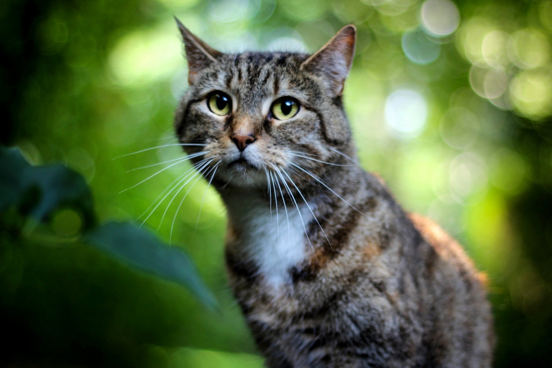 katze grau gestreift augen grün bokeh fokus hintergrund