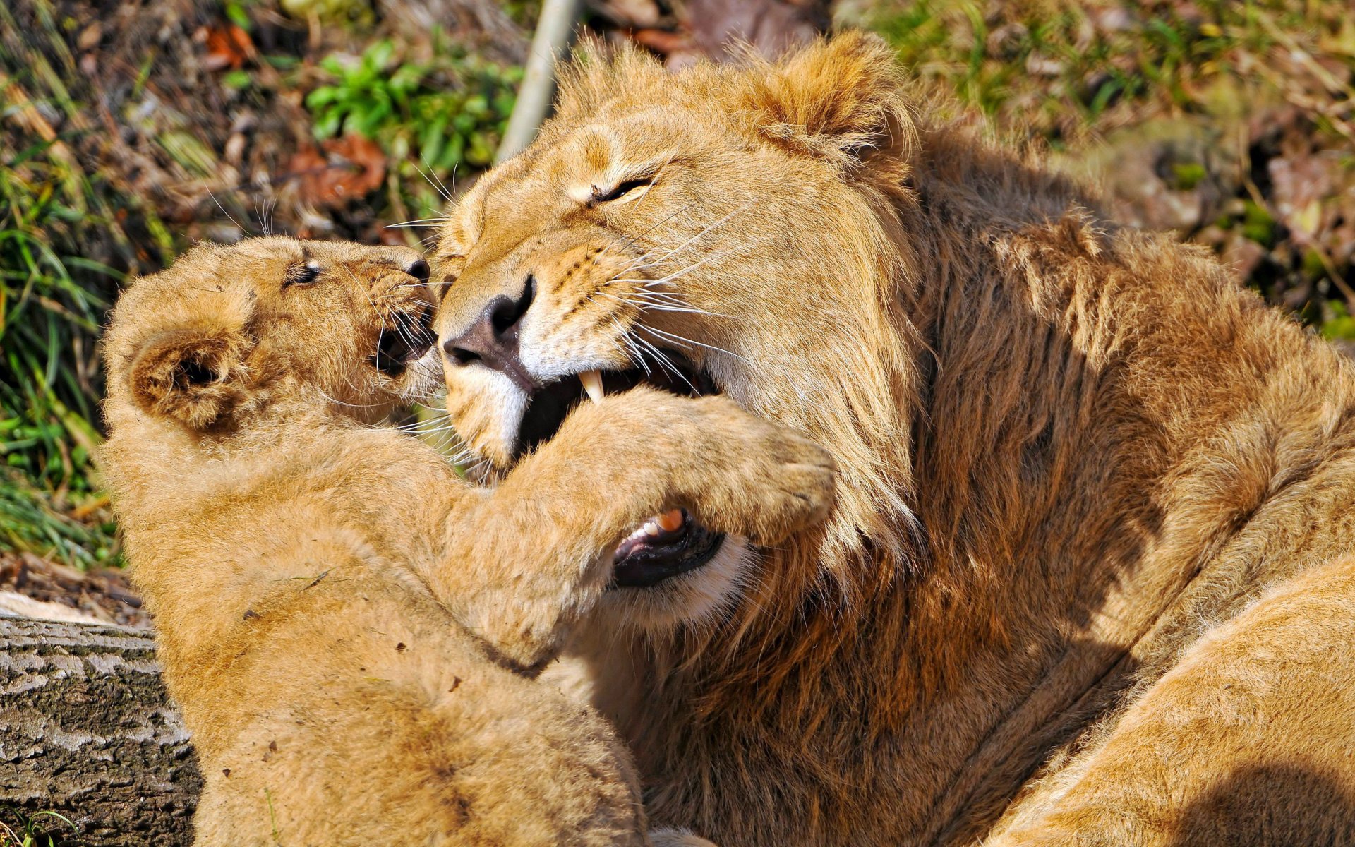 lions fall fangs game offspring