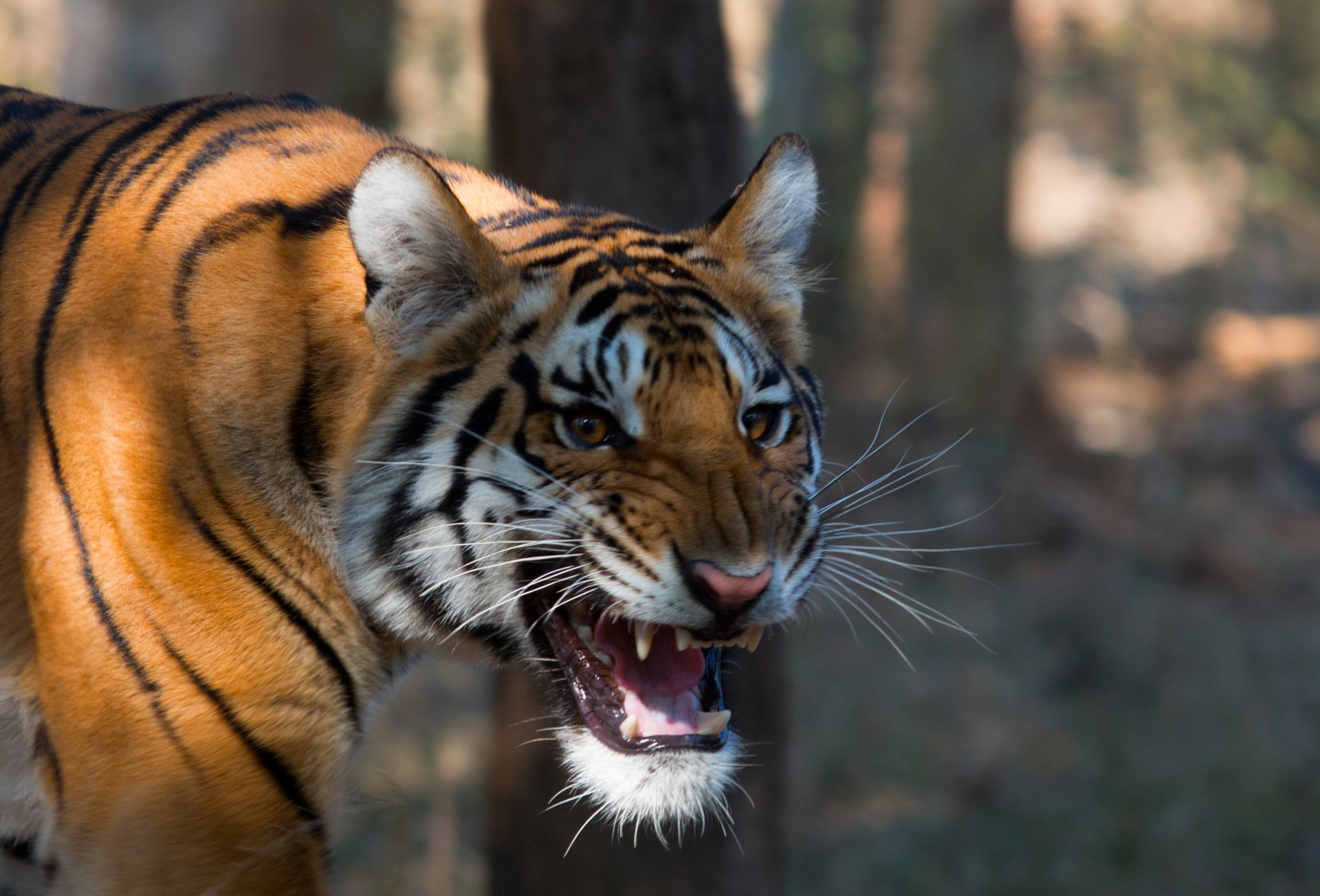 bengal tiger nature background