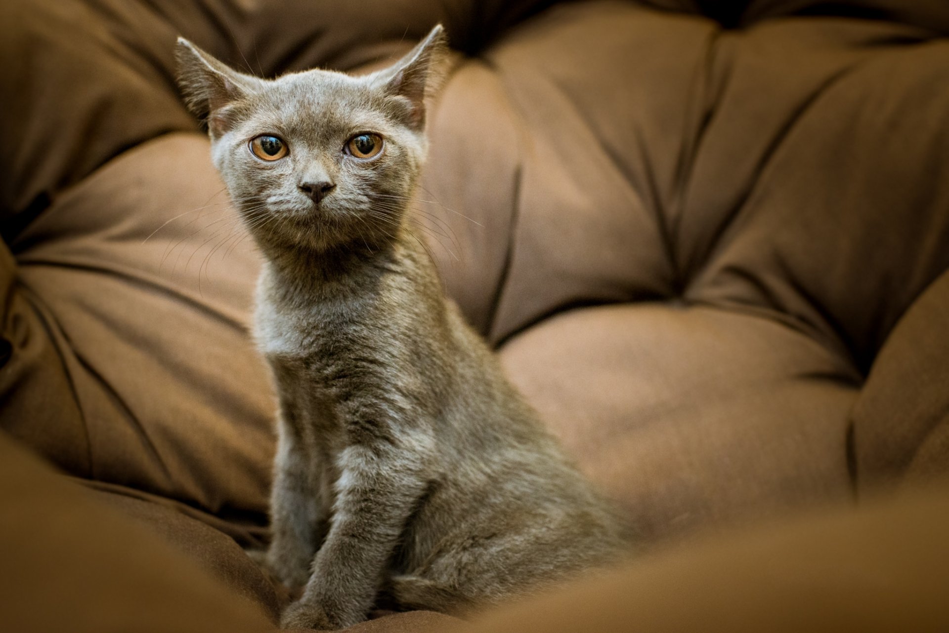 gato gatito gris mirada retrato