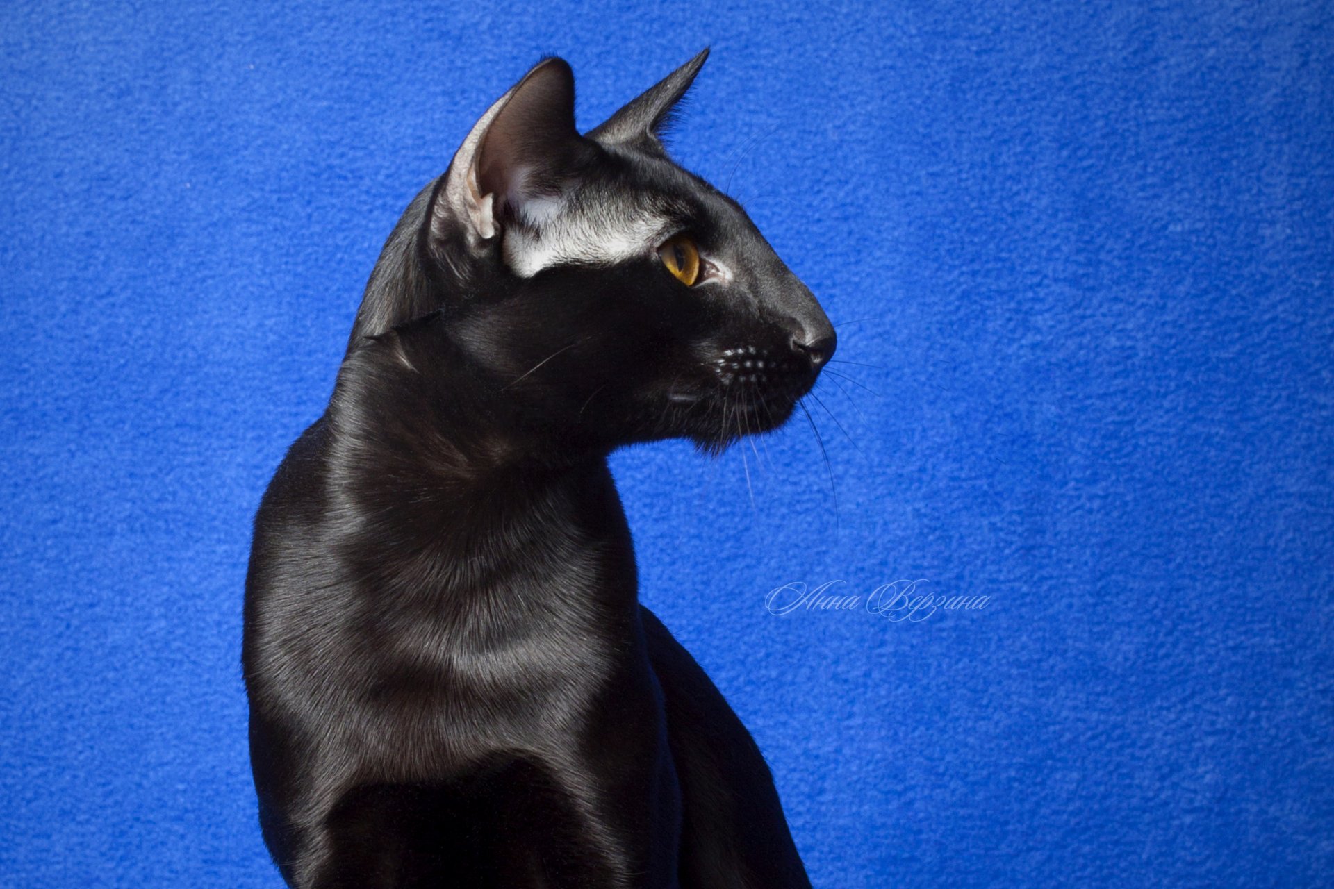 black cat cat oriental eyes view blue background