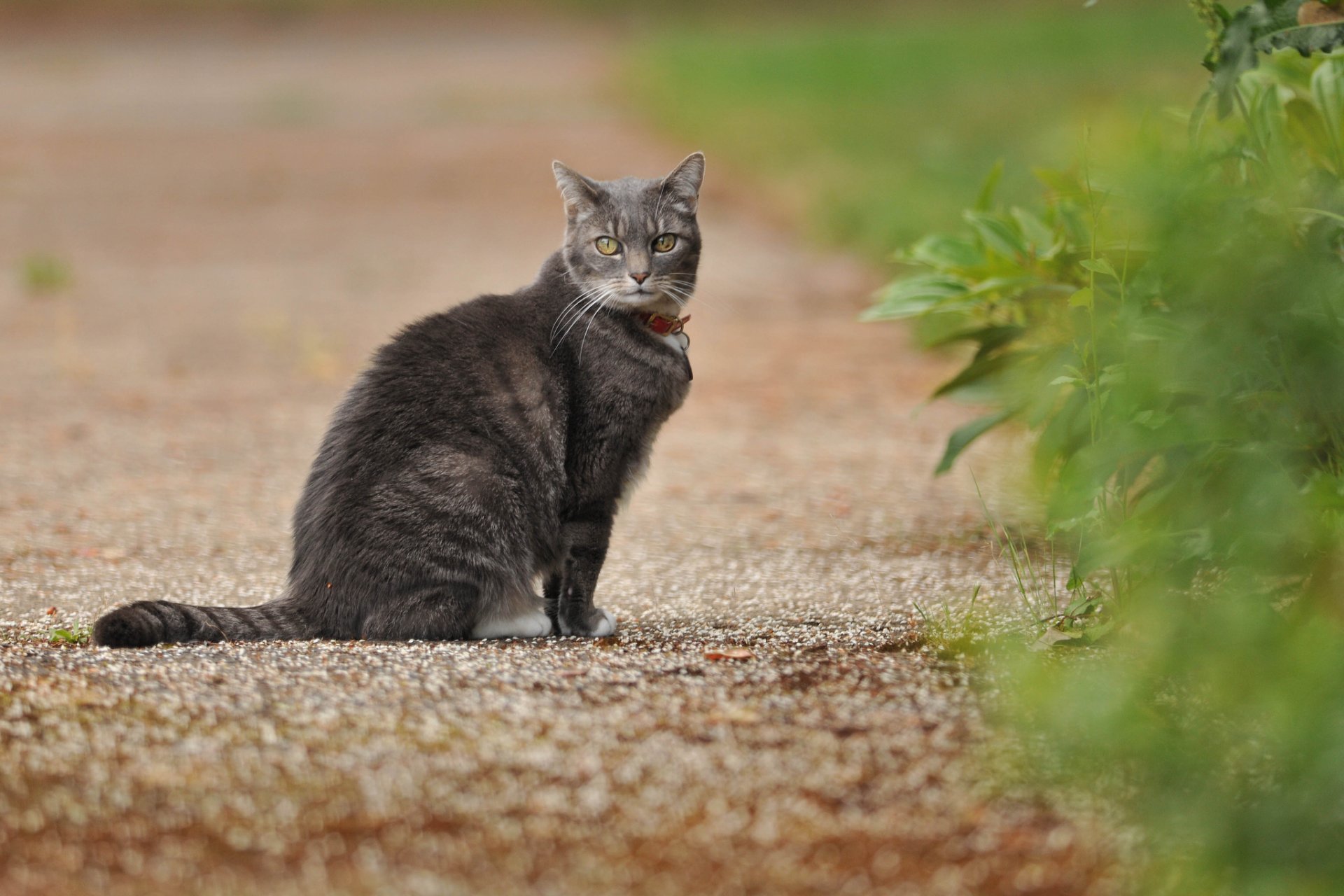 camino hierba gato gris mirada