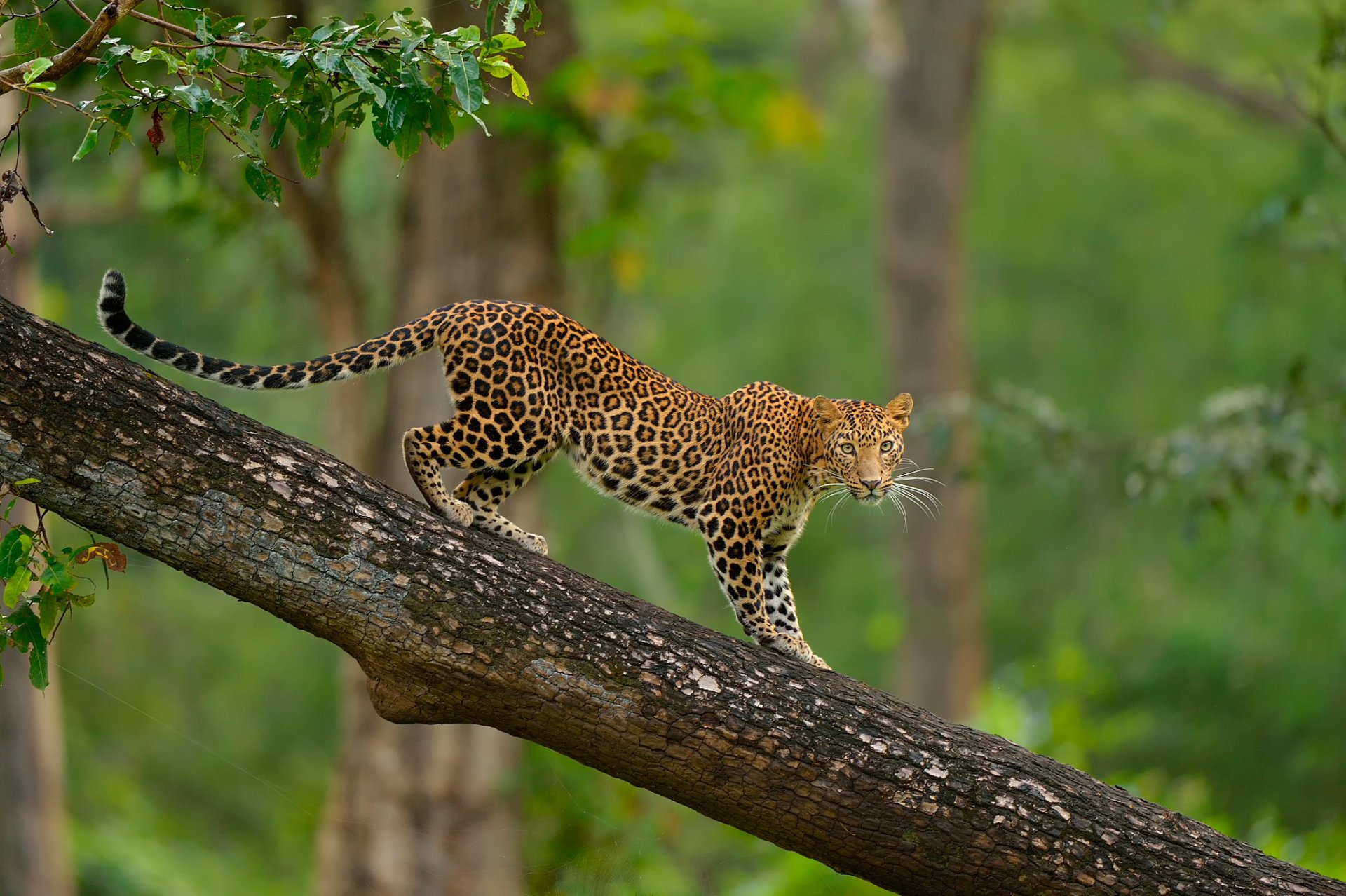 leopardo albero fauna selvatica