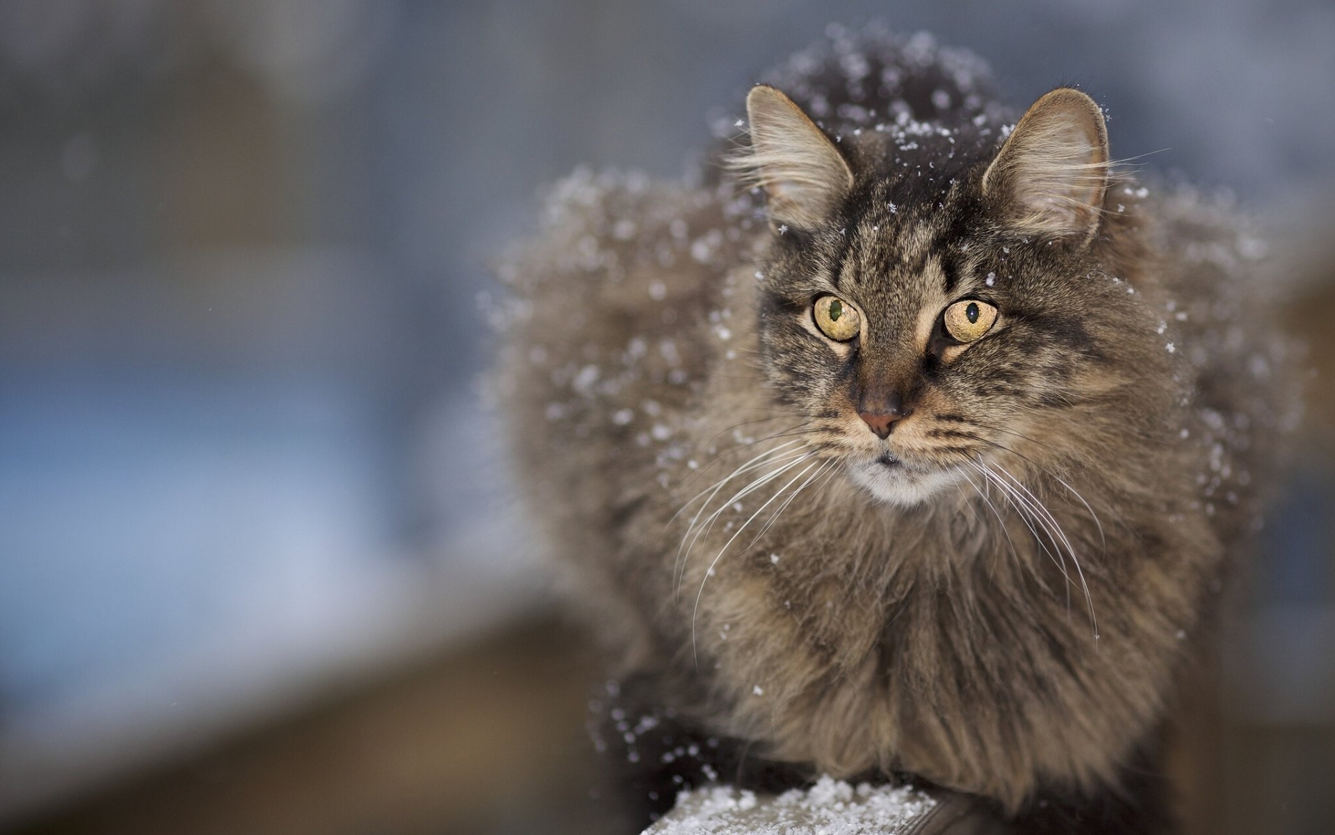 cat furry face mustache snow