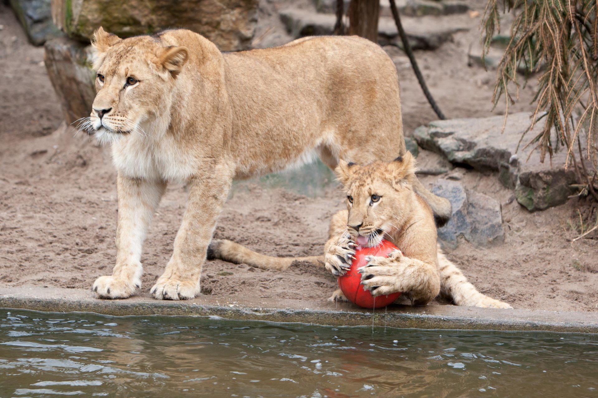 lionne lions balle jeu griffes chats