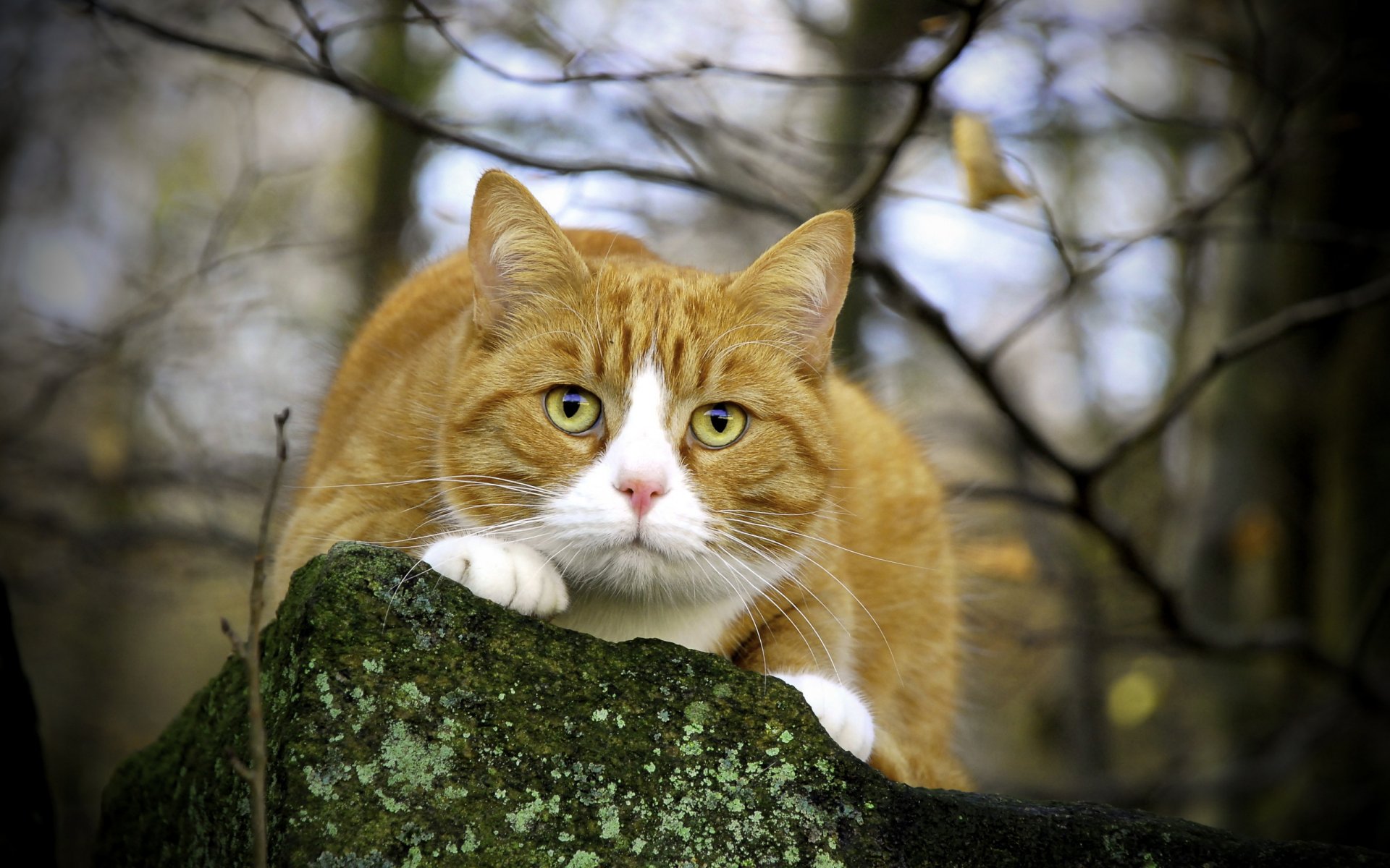 cat nature eyes view branch stone