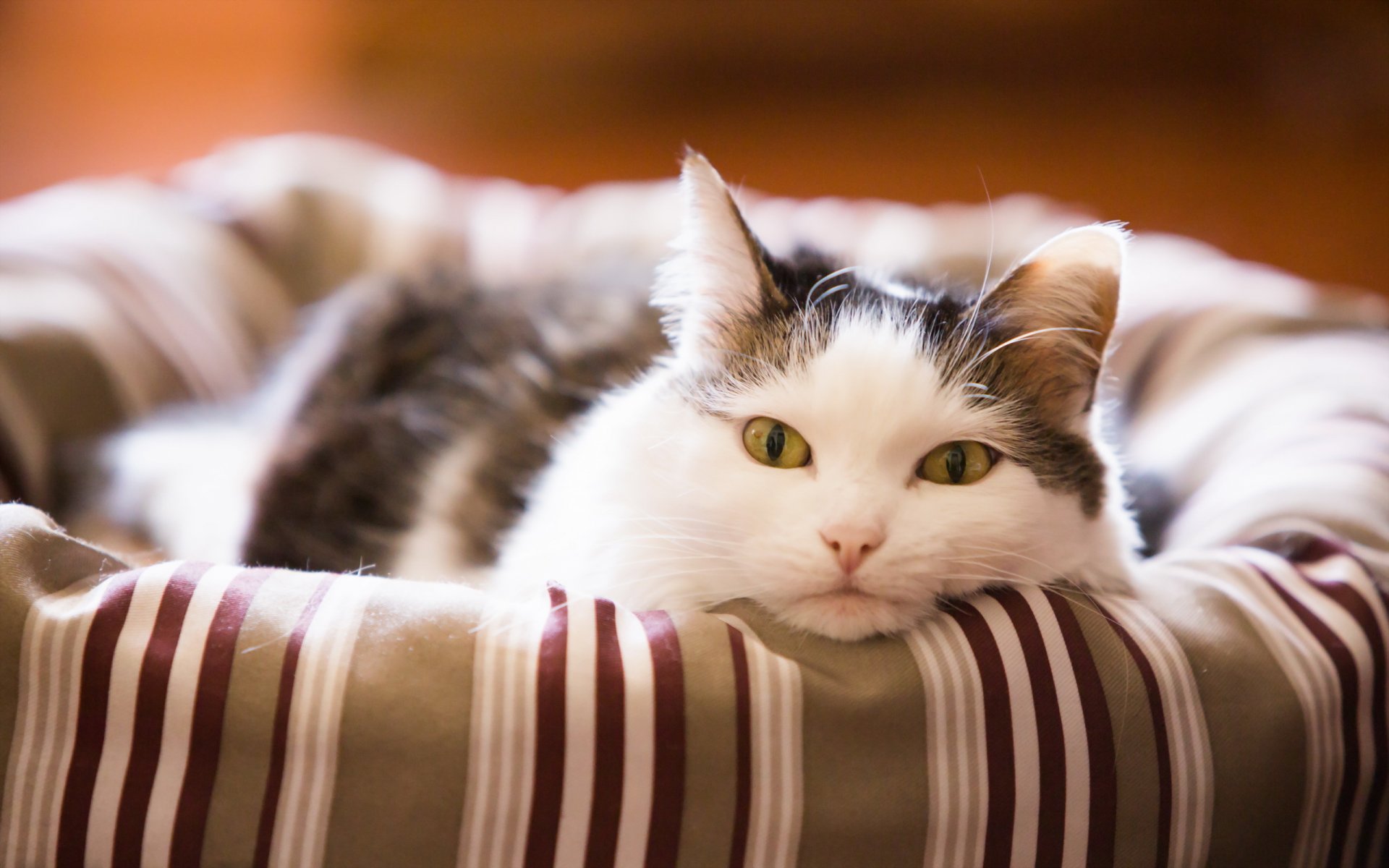 chat vue maison