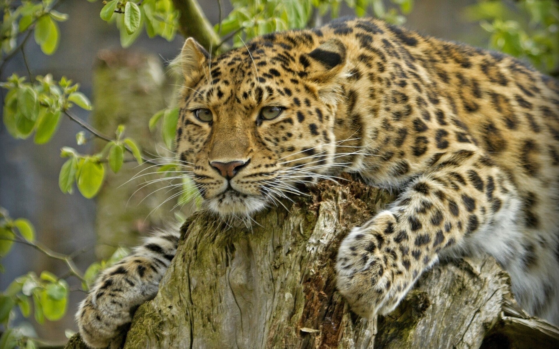 leopardo de amur guapo depredador tocón