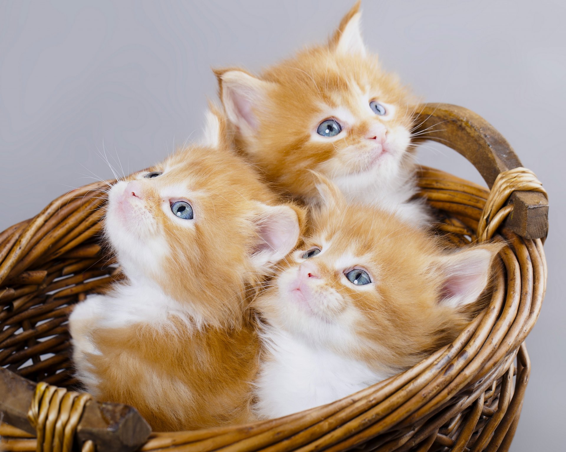 maine coon horses red blue eyes trio trinity shopping