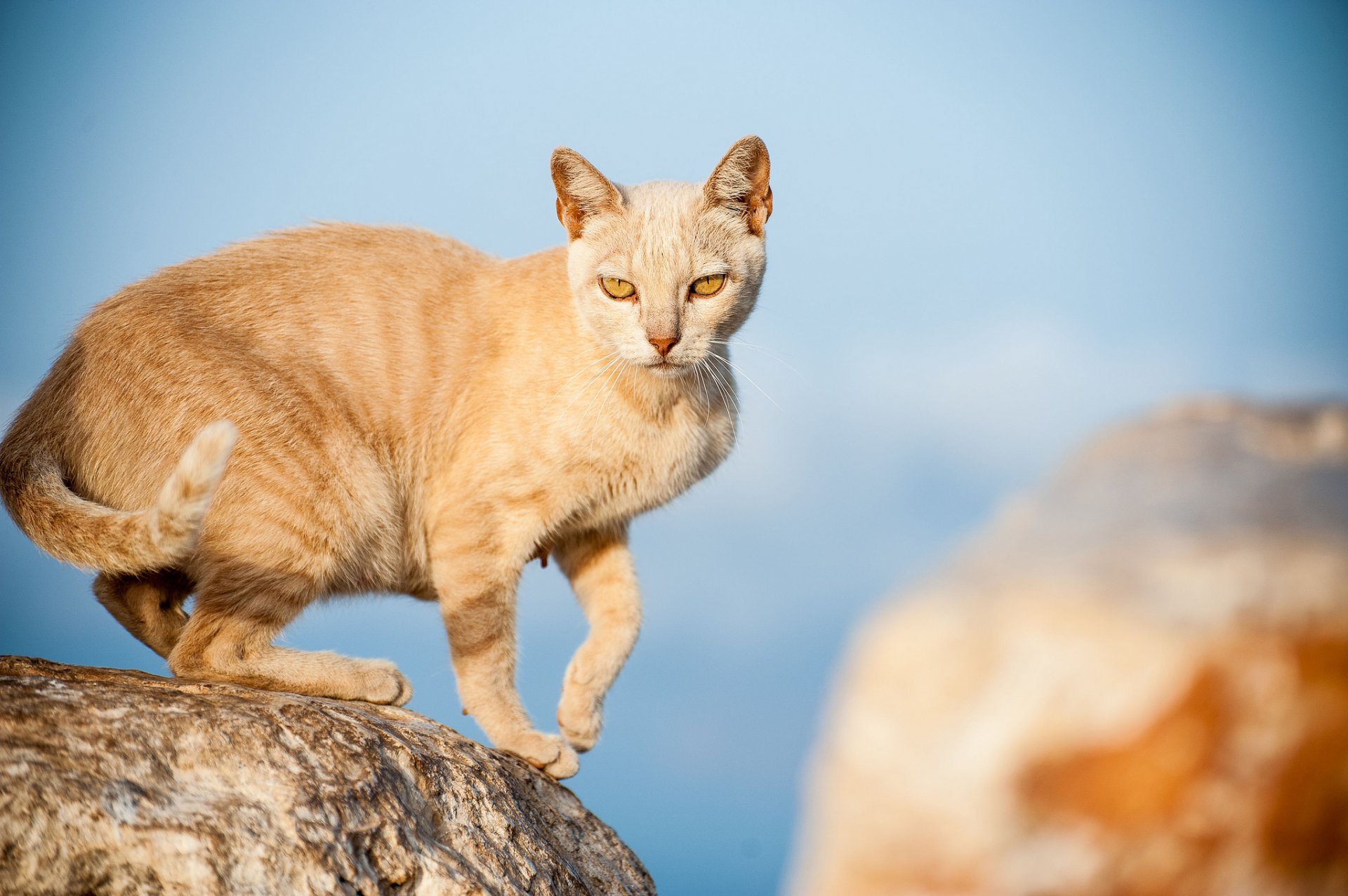 steine katze rotschopf blick