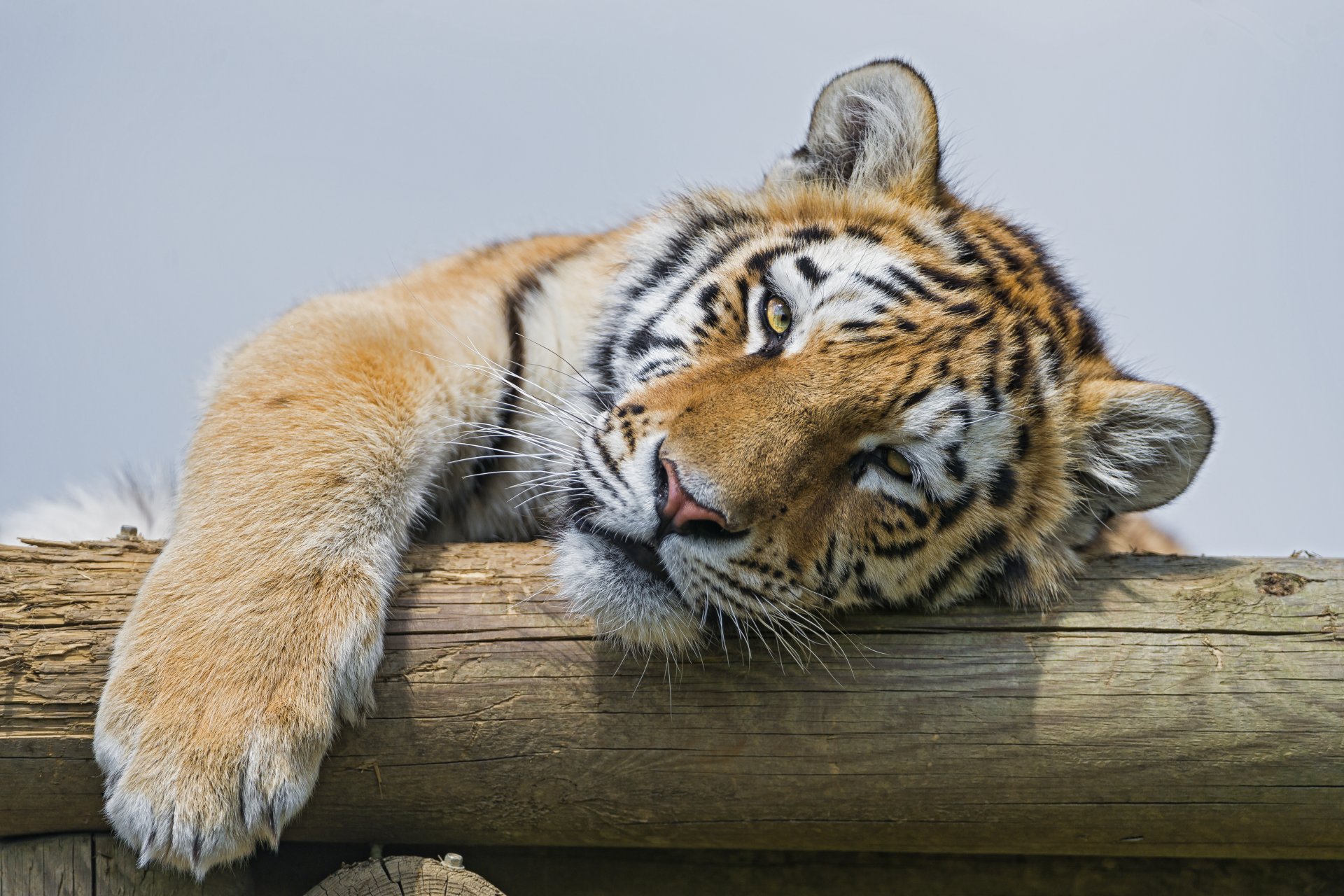 amurtiger tiger katze schnauze blick ©tambako der jaguar