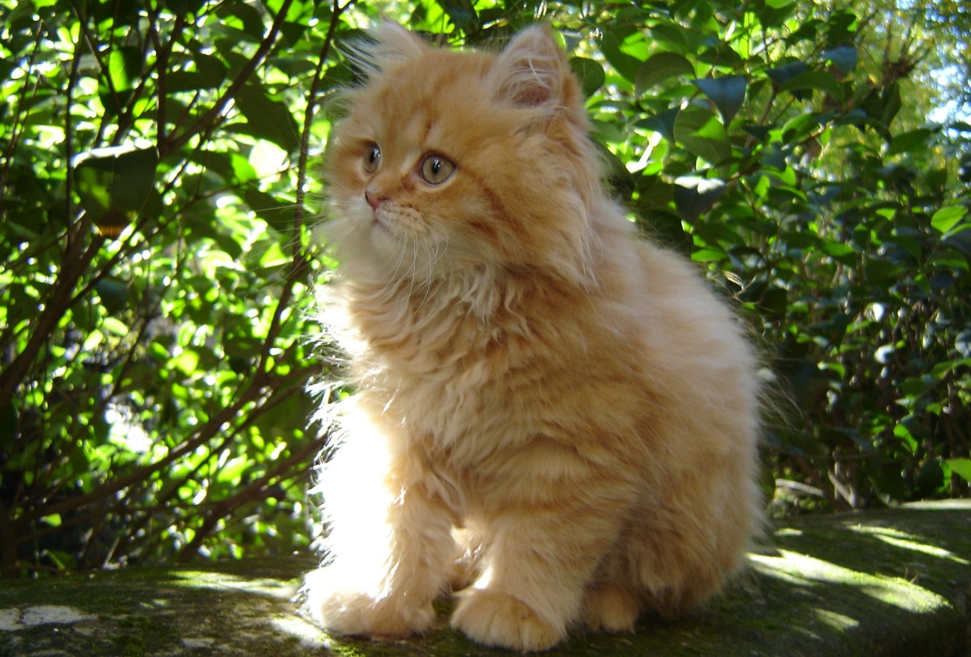 kätzchen katze kote rot flauschig baby