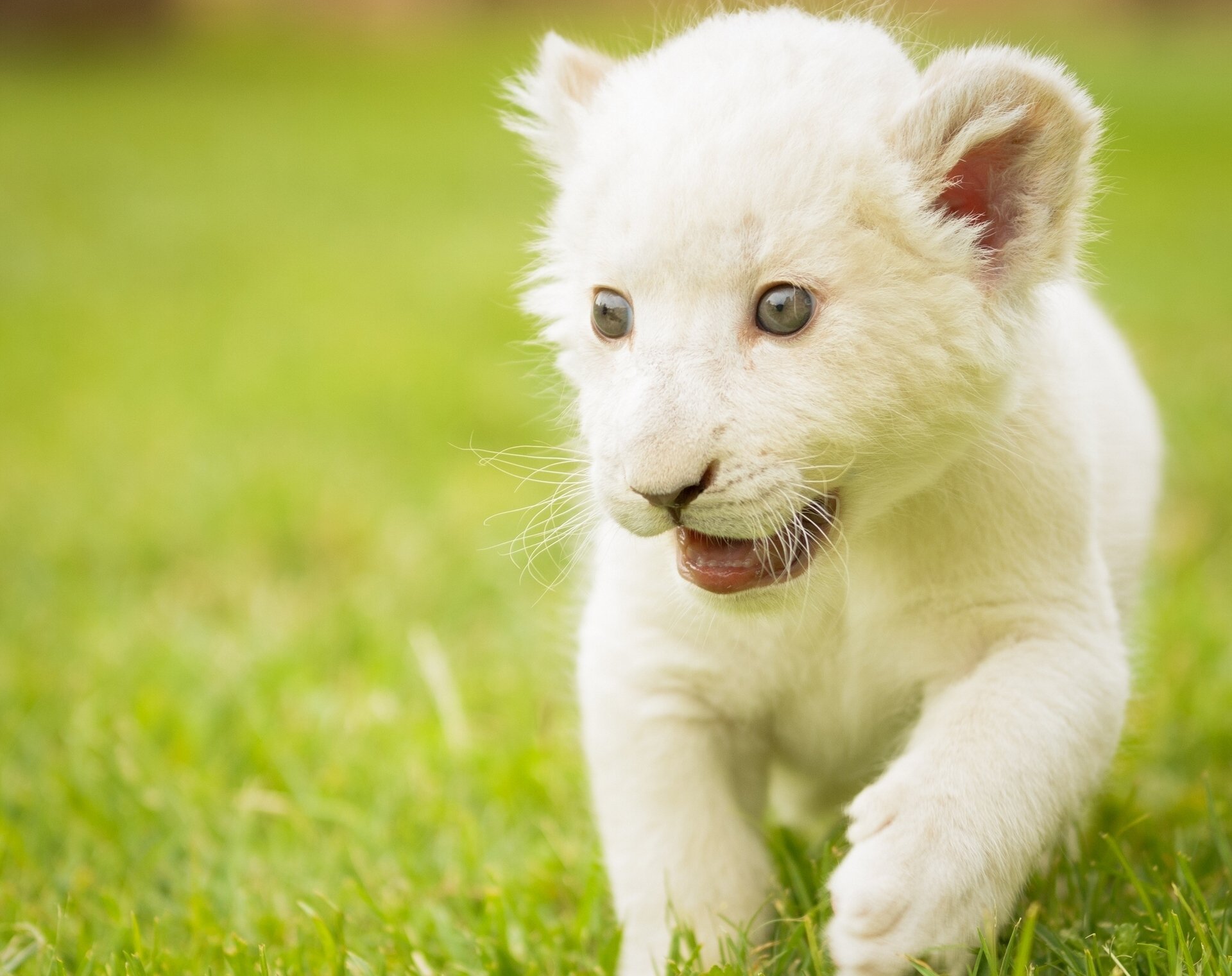 white lion babe