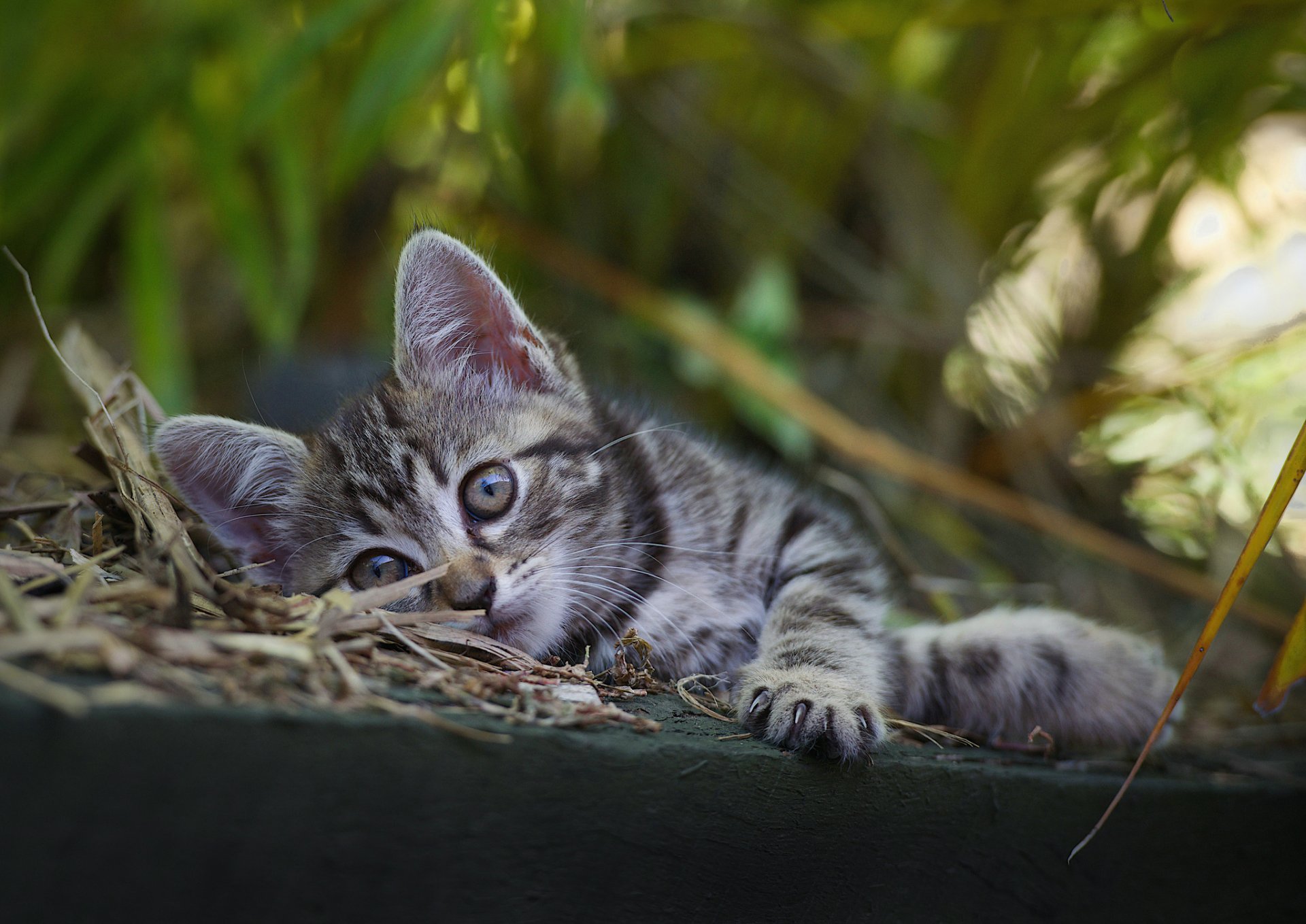 chaton enfant gris repos