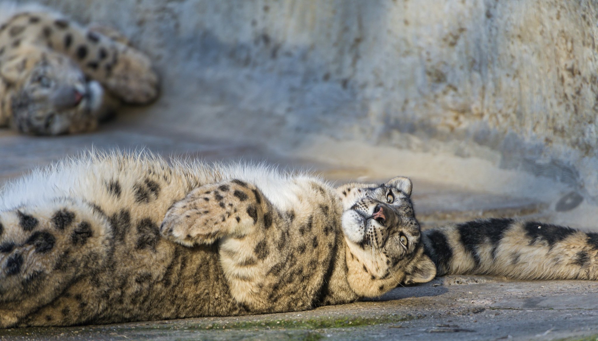 снежный барс ирбис кошка хвост ©tambako the jaguar