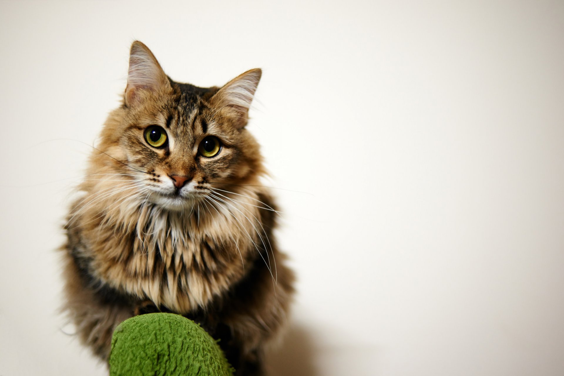 cat cat fluffy sitting look background