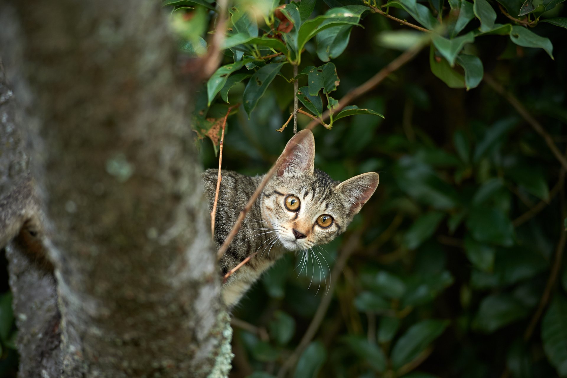 gato gatito árbol asoma ramas