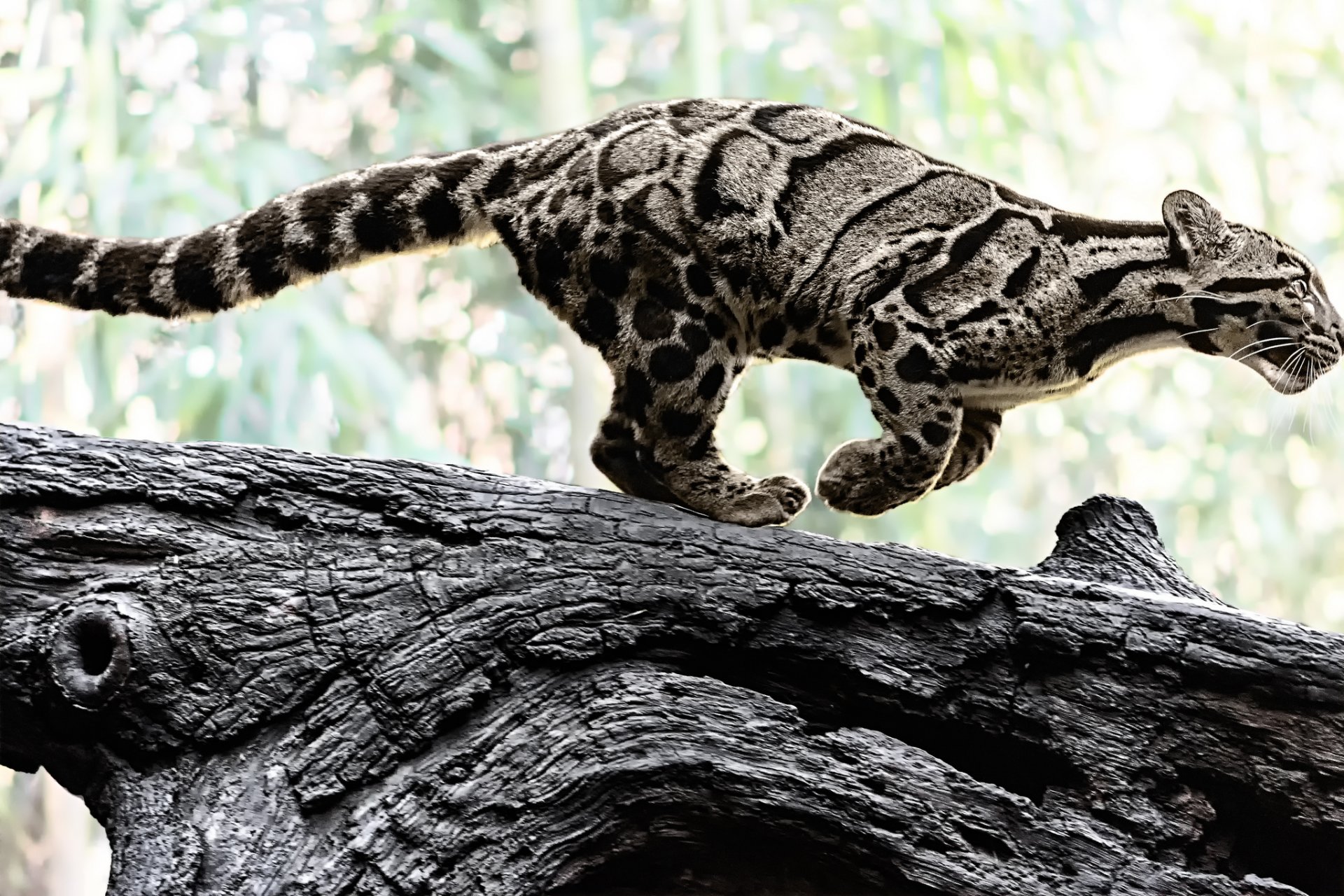 leopardo nebuloso gatto selvatico colore predatore natura tronco