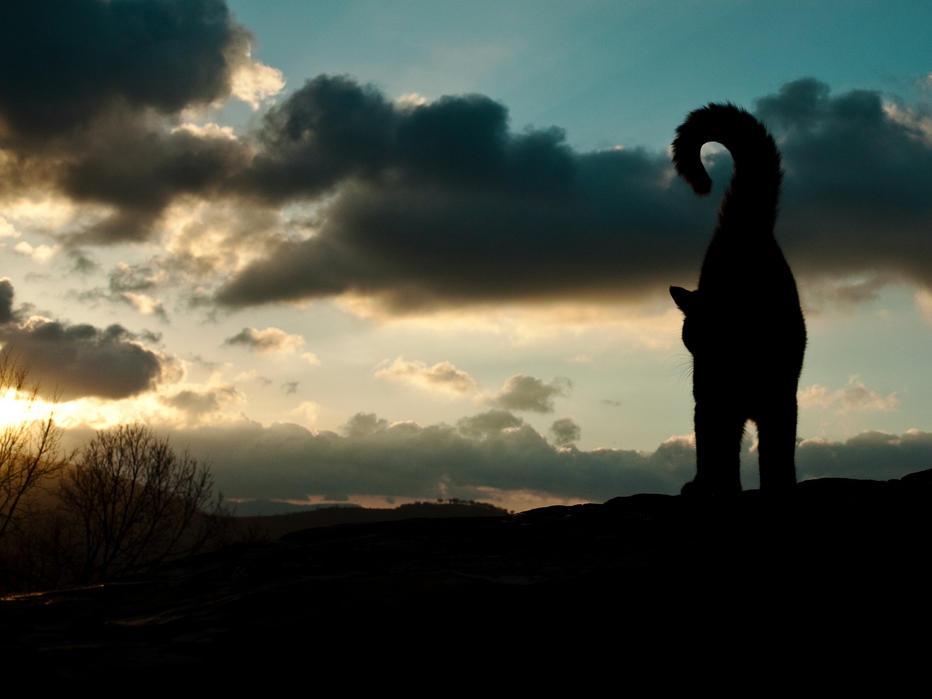 gato animal silueta cola cielo