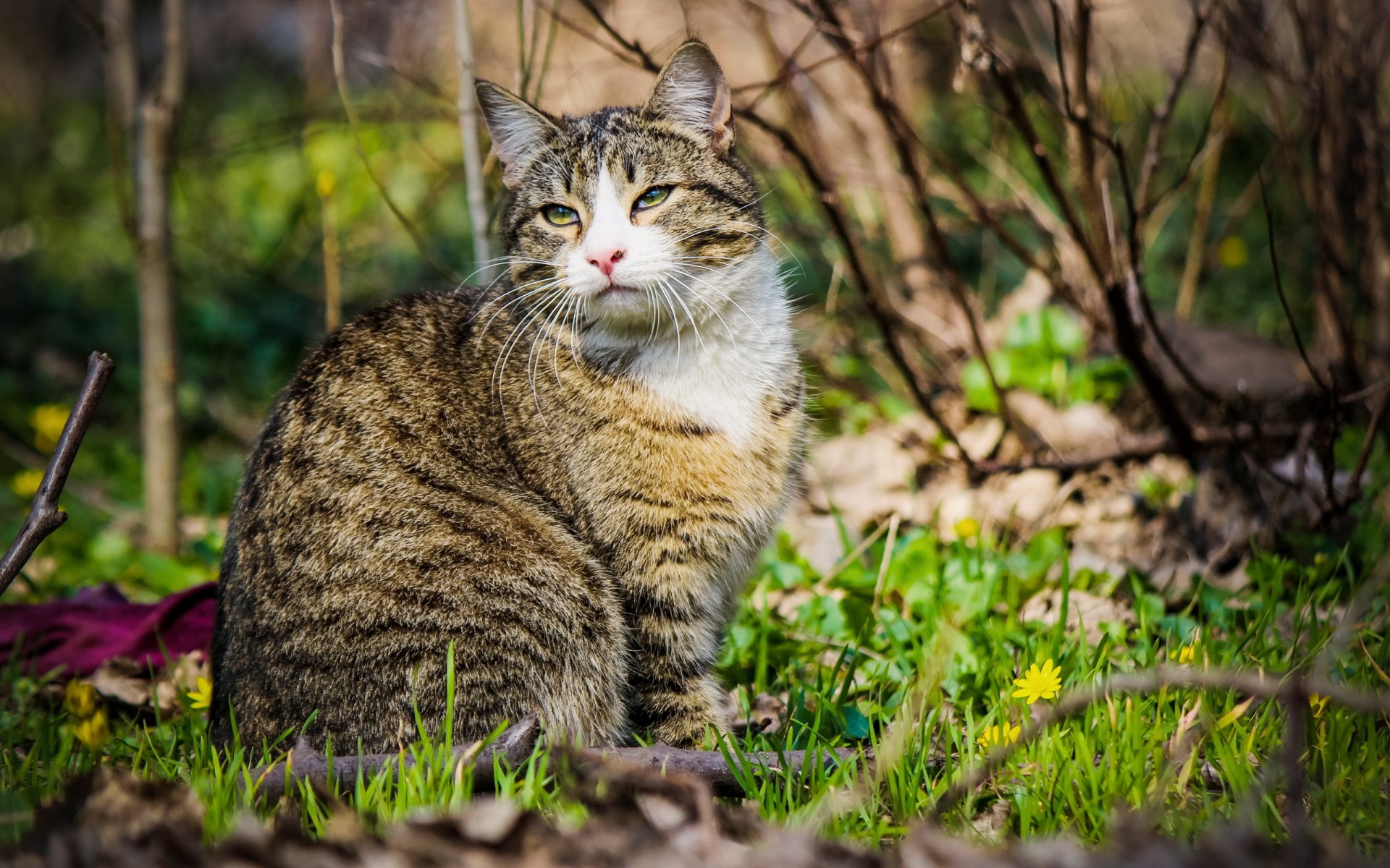 chat regard printemps